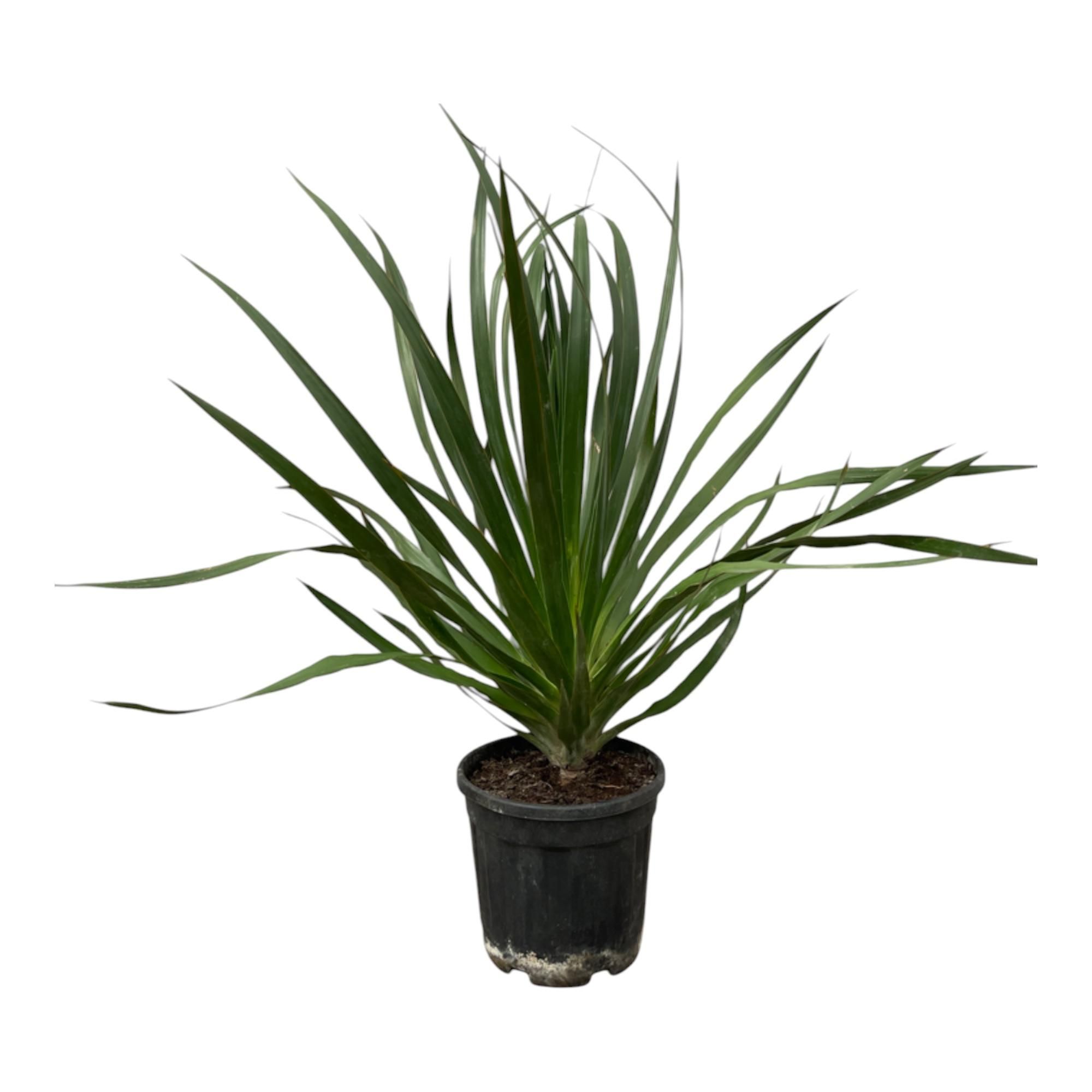 Dracaena Draco Drachenbaum Zimmerpflanze