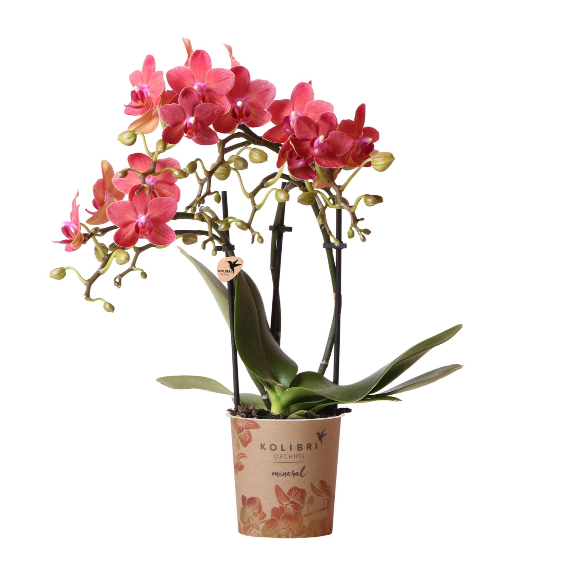 Phalaenopsis Orchidee Congo rote Blüten