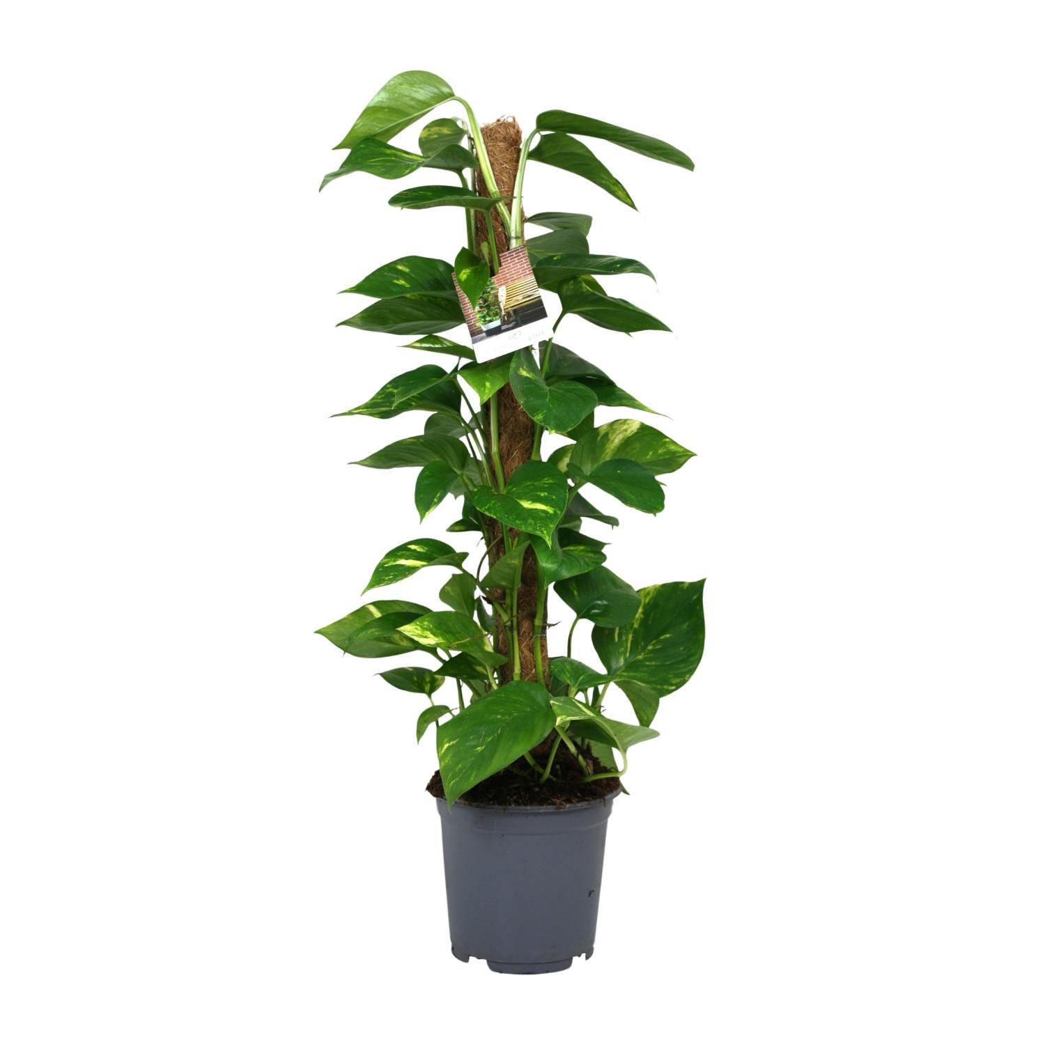 Scindapsus Epipremnum Zimmerpflanze in Topf
