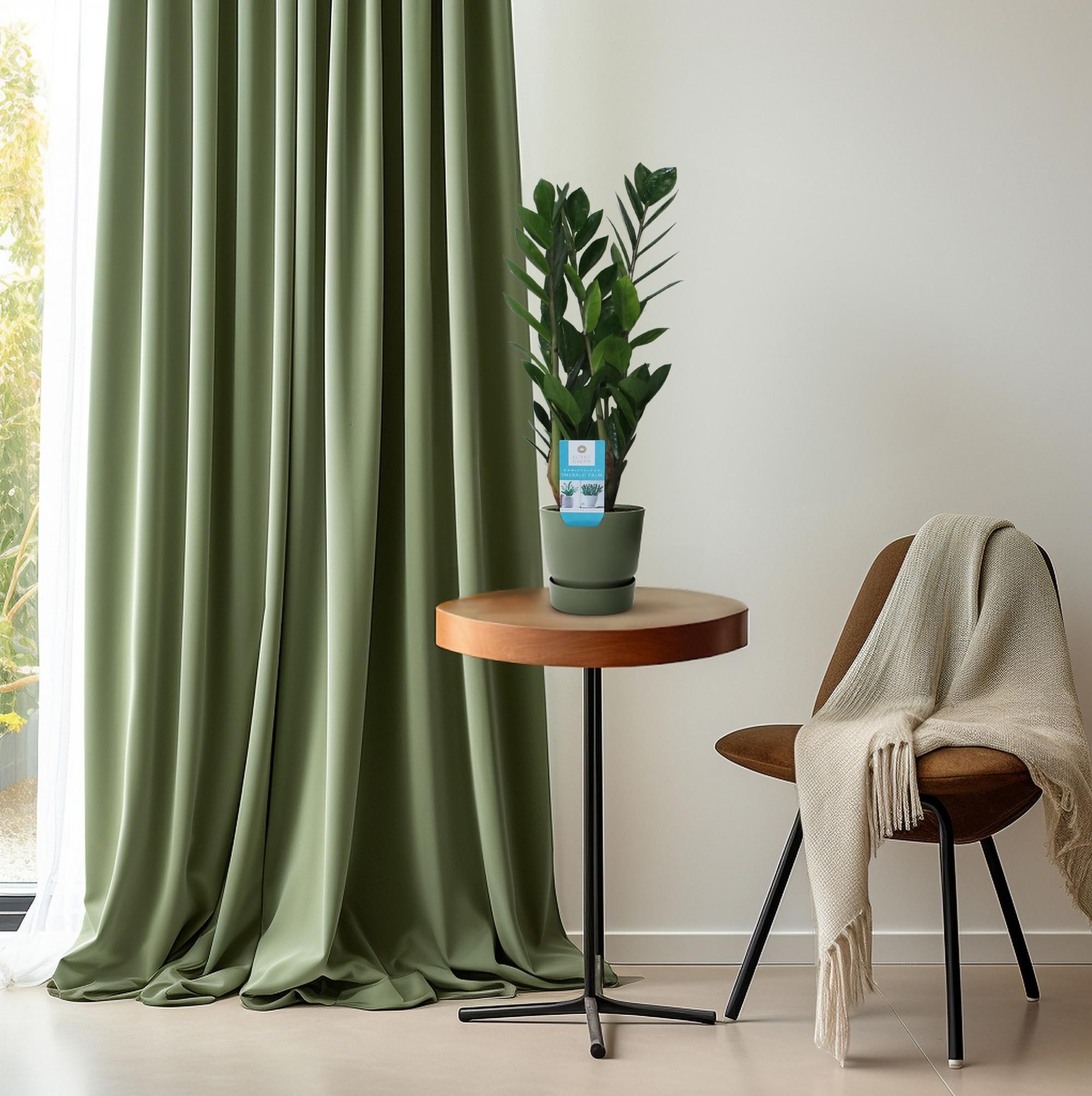 Zamioculcas Zimmerpflanze mit Glänzenden Blättern