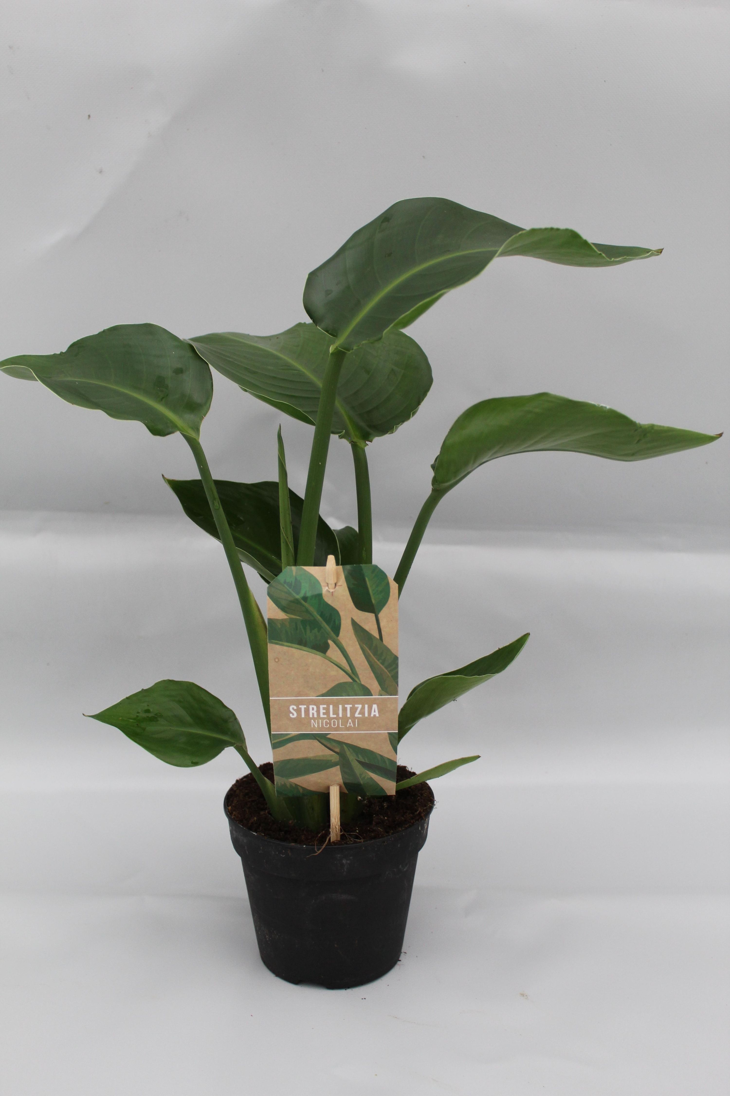 Strelitzia Nicolai Zimmerpflanze