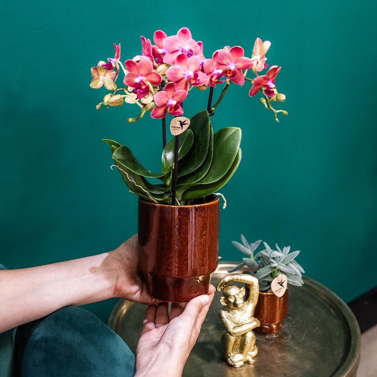 Andorra Phalaenopsis Orchidee in weißem Pastelltopf