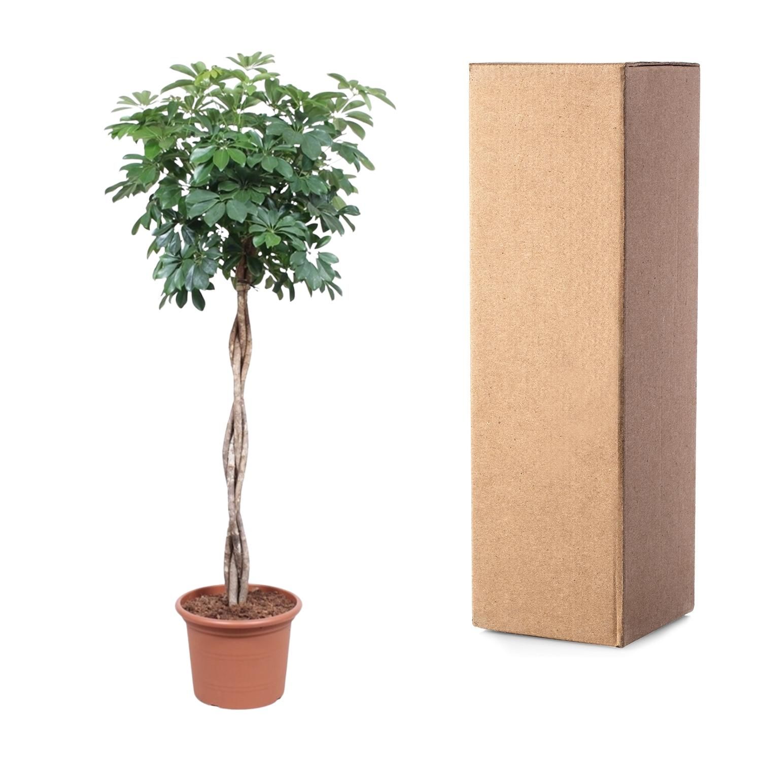 Schefflera Arboricola Compacta Zimmerpflanze mit geflochtenem Stamm