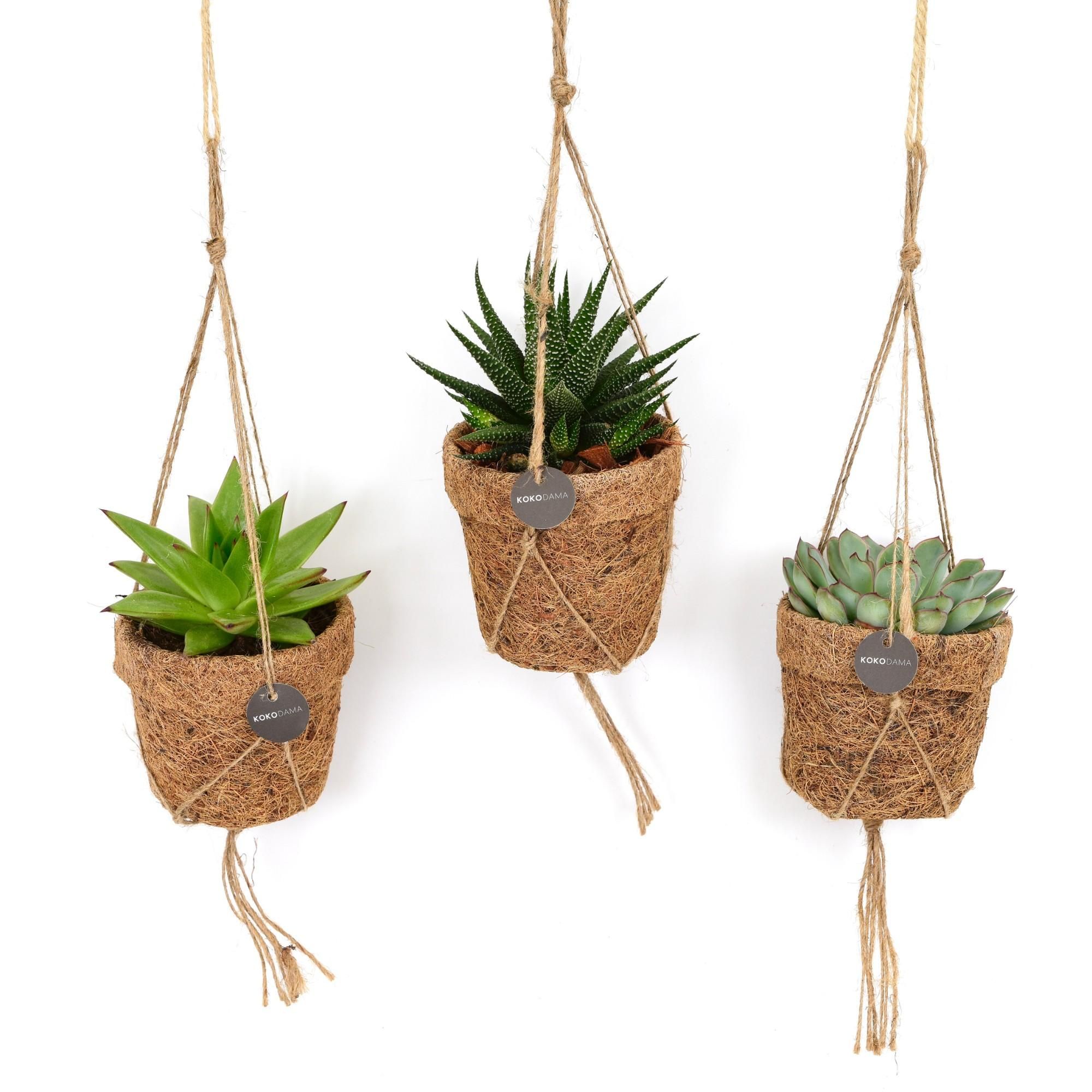 Kokopot String Sukkulenten Mix | 3 Stück | Ø10cm Topf