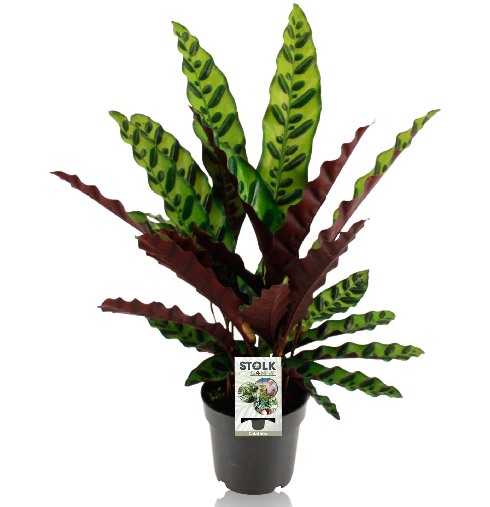 Calathea Lancifolia Zimmerpflanze