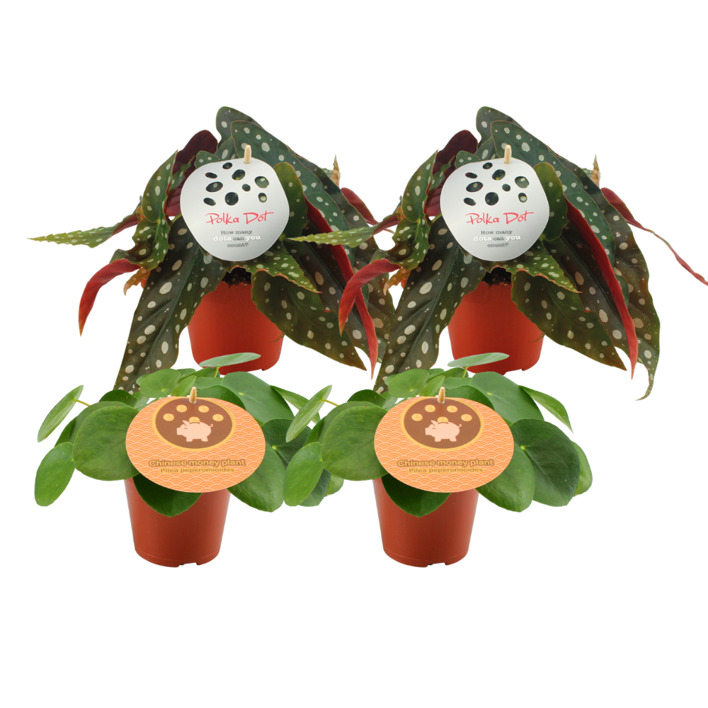 Pilea Peperomioides und Begonia Maculata Zimmerpflanzen Set