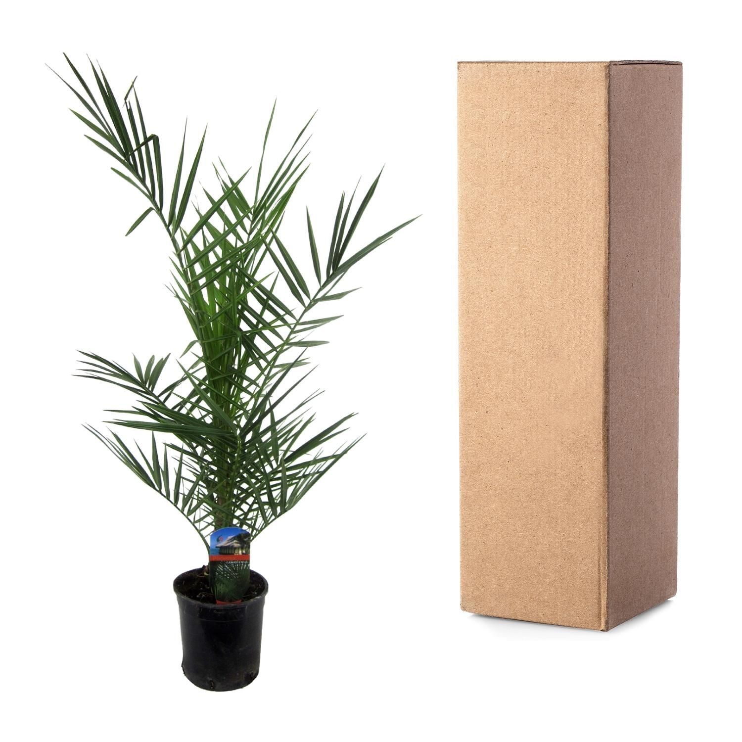 Kanarische Dattelpalme Phoenix Canariensis