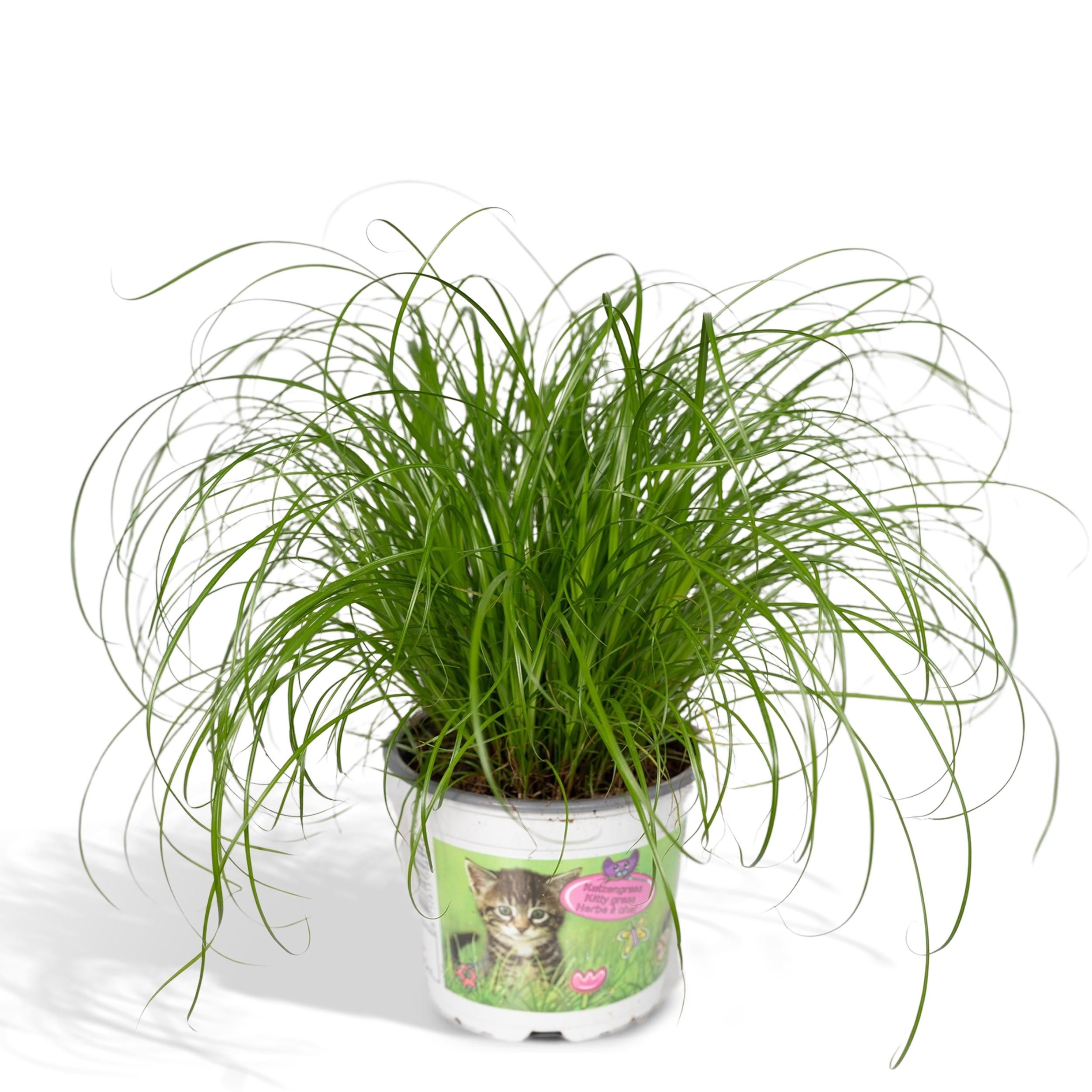 Cyperus Alternifolius Katzengras Zimmerpflanze