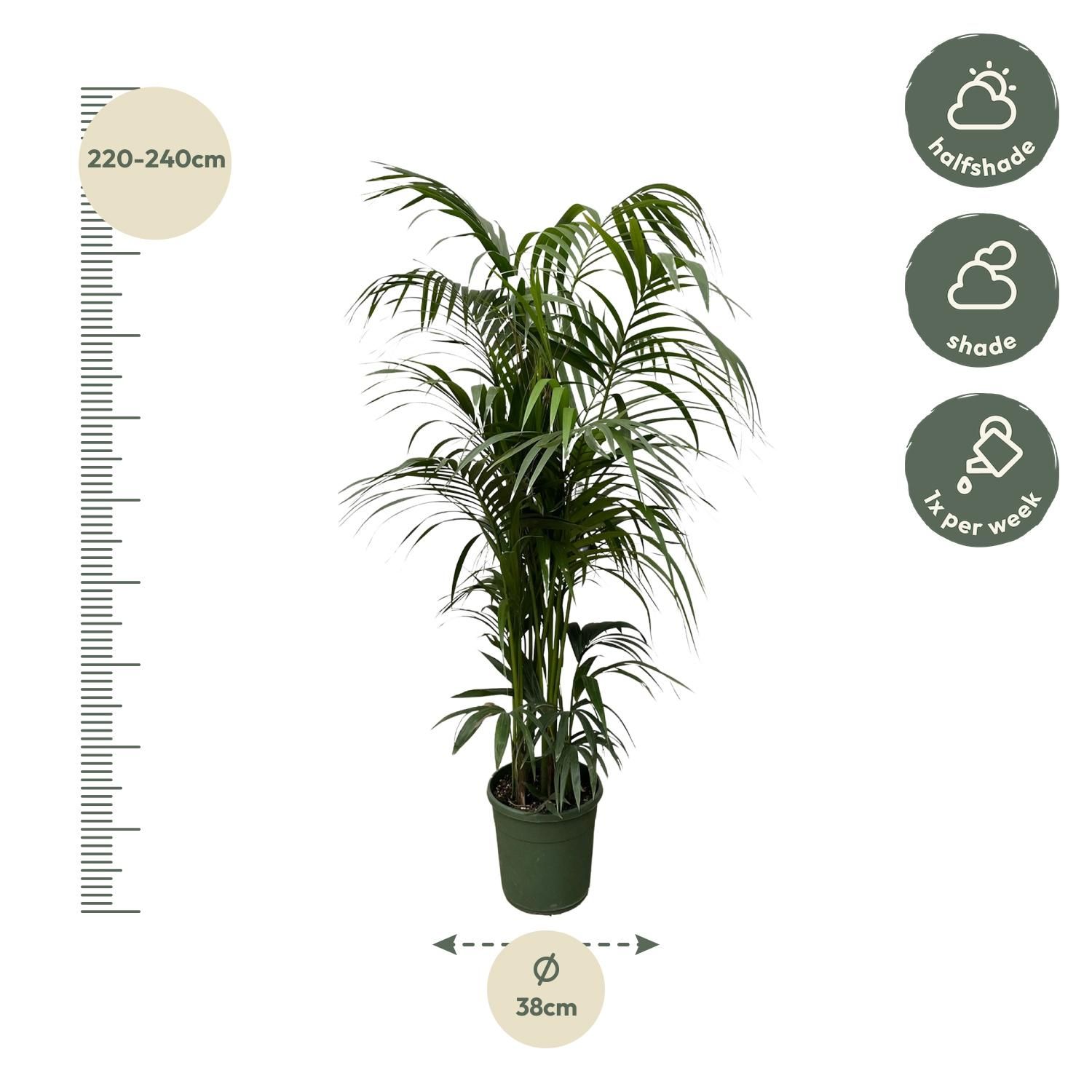 Kentia Palme für Innenräume mit elegantem Blattwerk