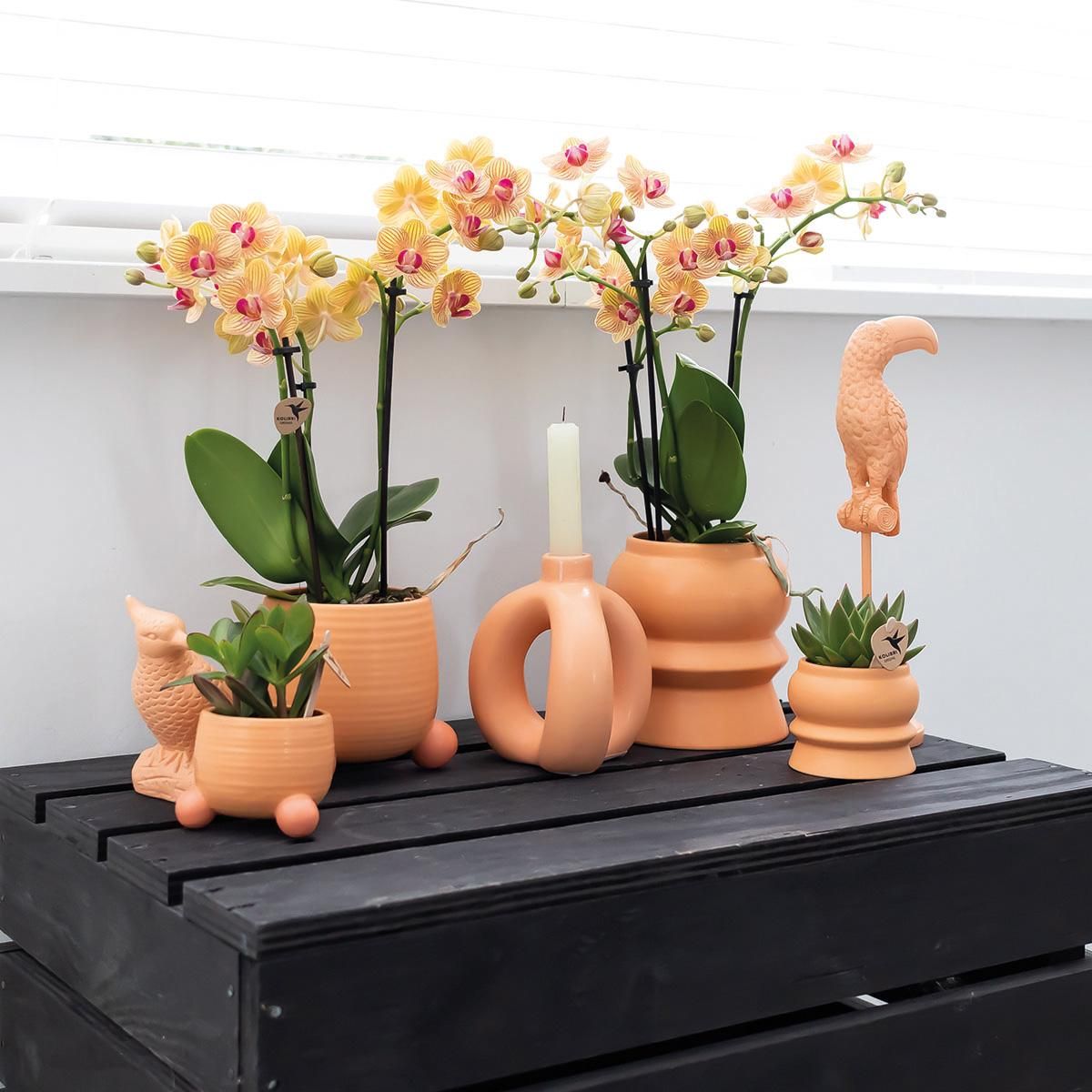 Orange Phalaenopsis Orchidee Jamaica im Pfirsich Dekotopf