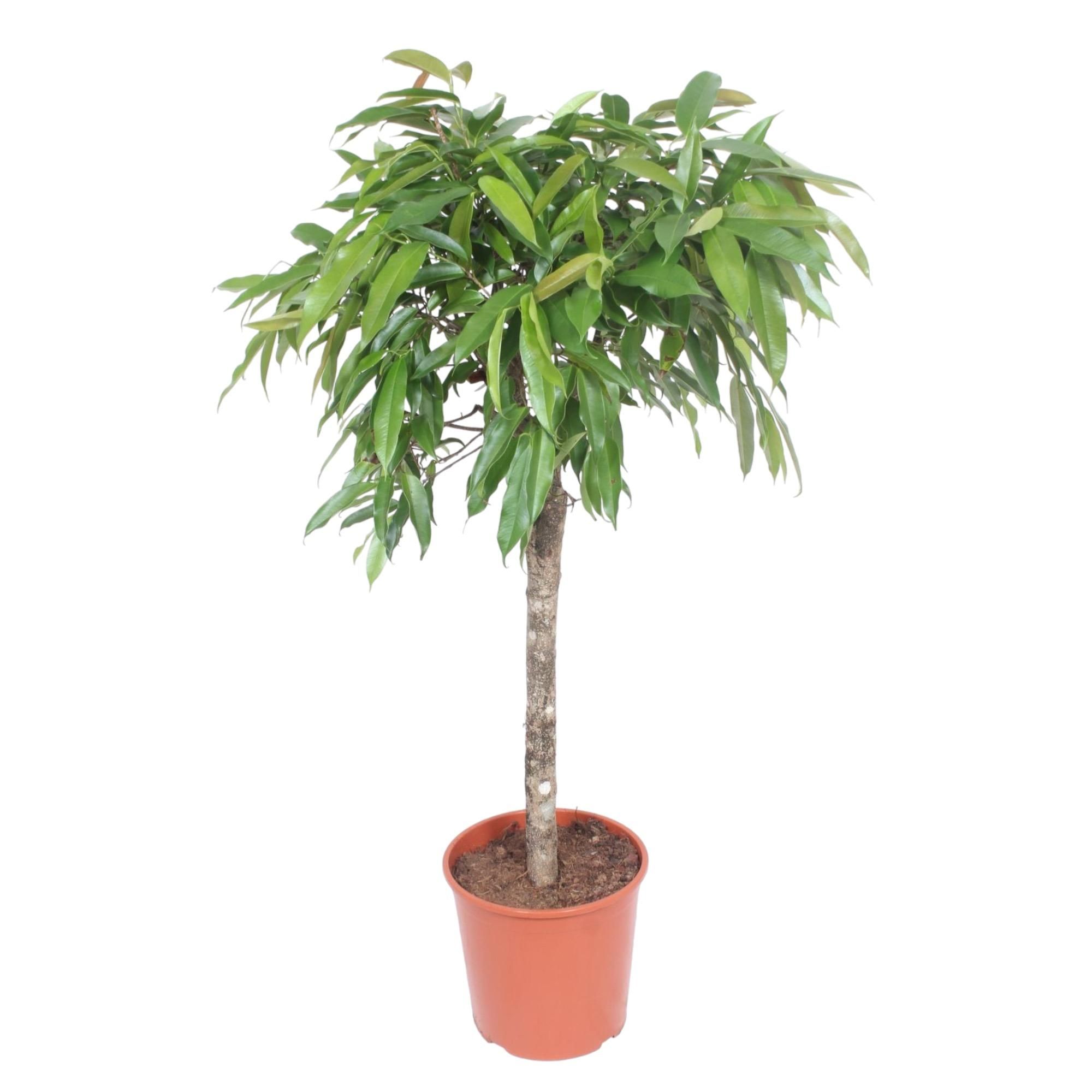 Ficus Amstel King Zimmerpflanze mit geflochtenem Stamm
