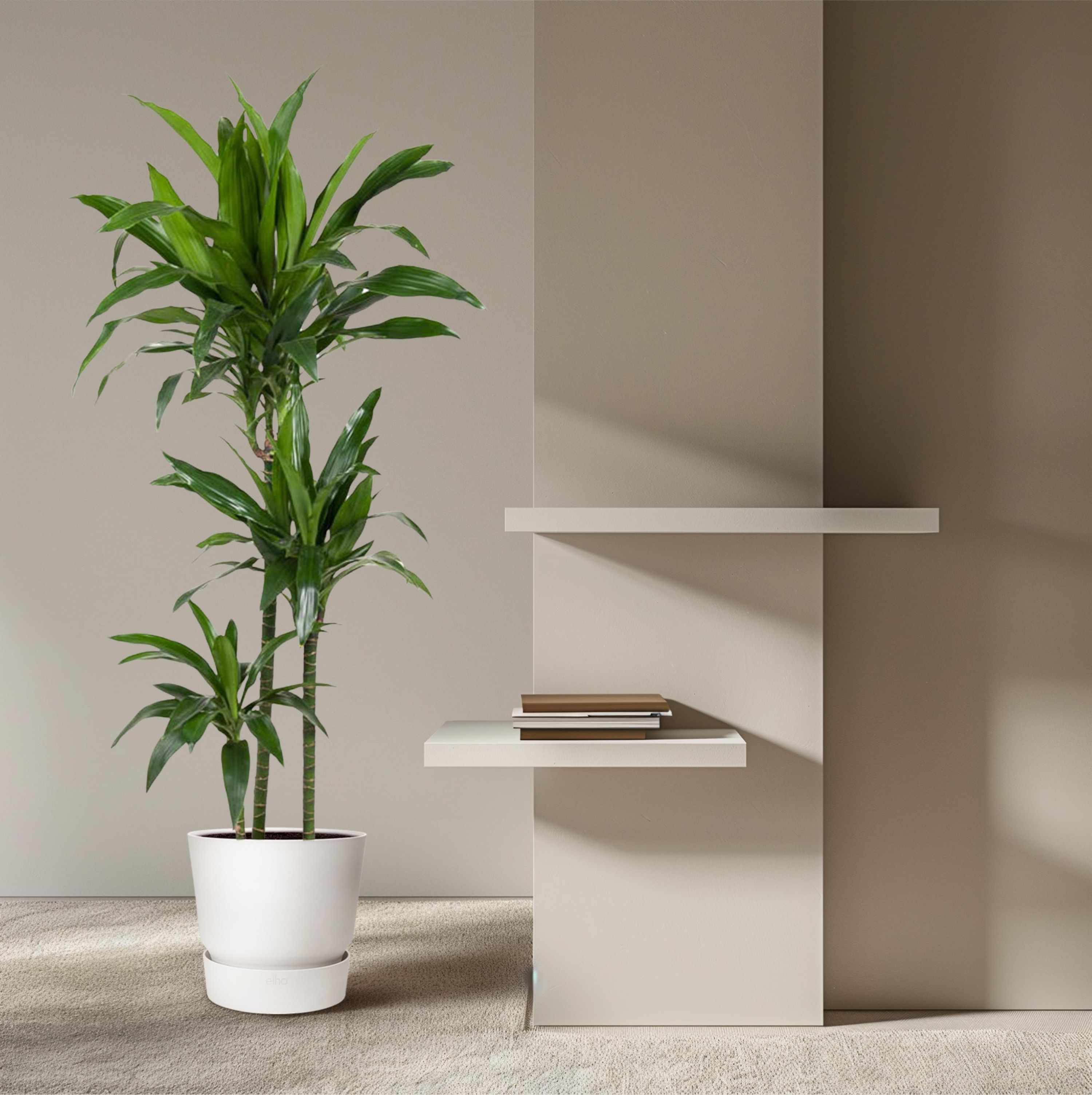 Dracaena Janet Craig Zimmerpflanze