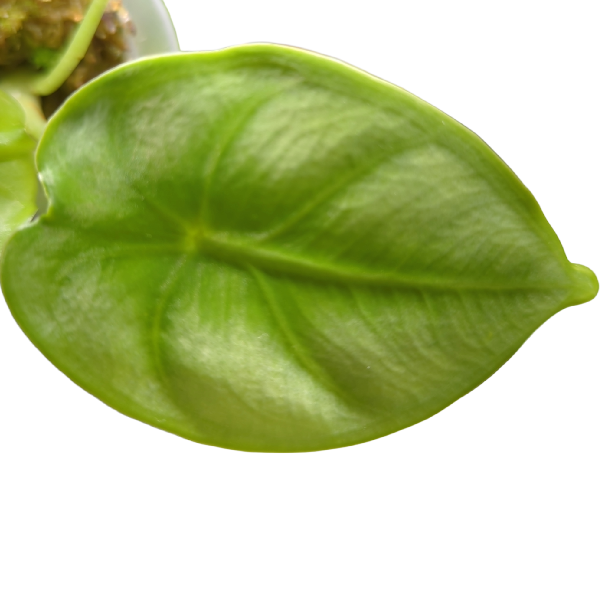 Alocasia Reversa + selbstbewässernder Übertopf