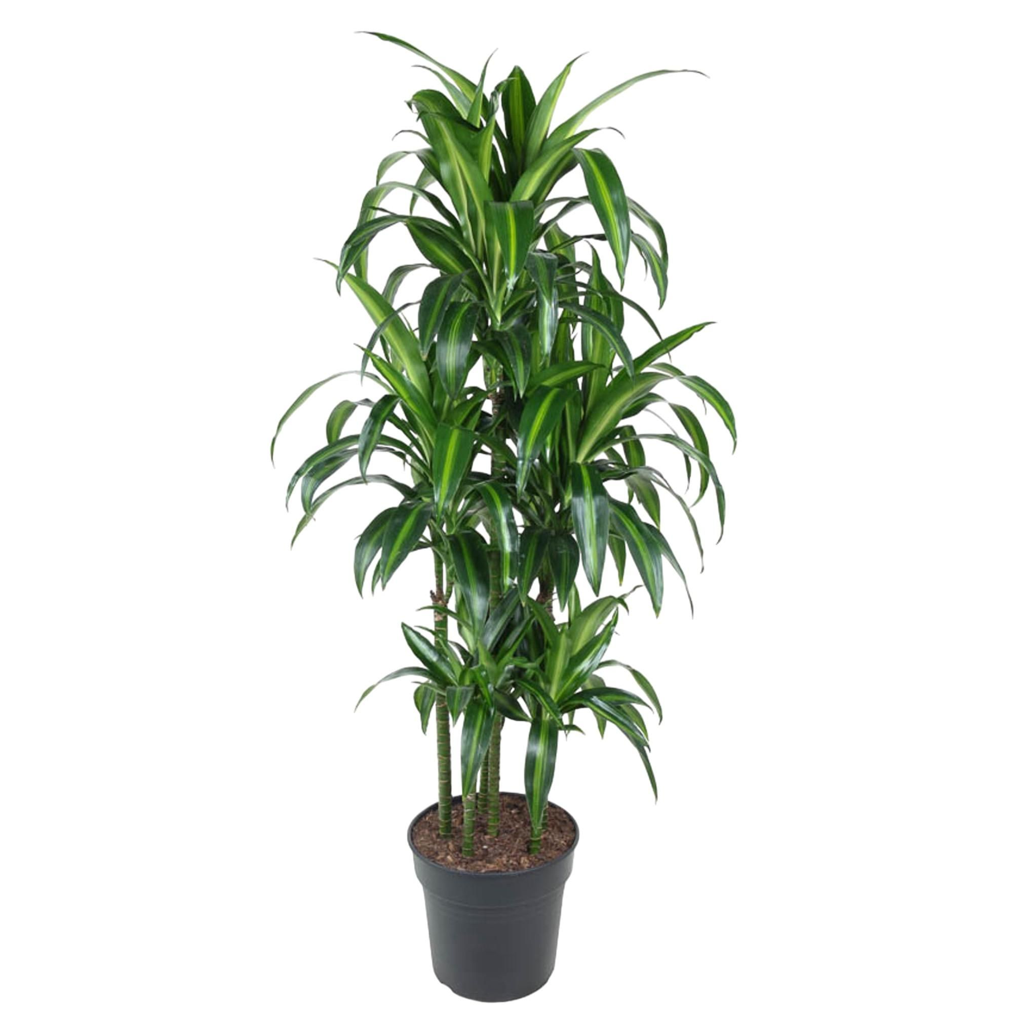 Dracaena Hawaiiana Zimmerpflanze