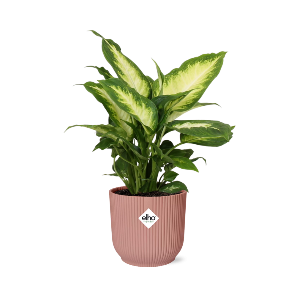 Dieffenbachia Camilla Zimmerpflanze im ELHO Vibes Fold Topf