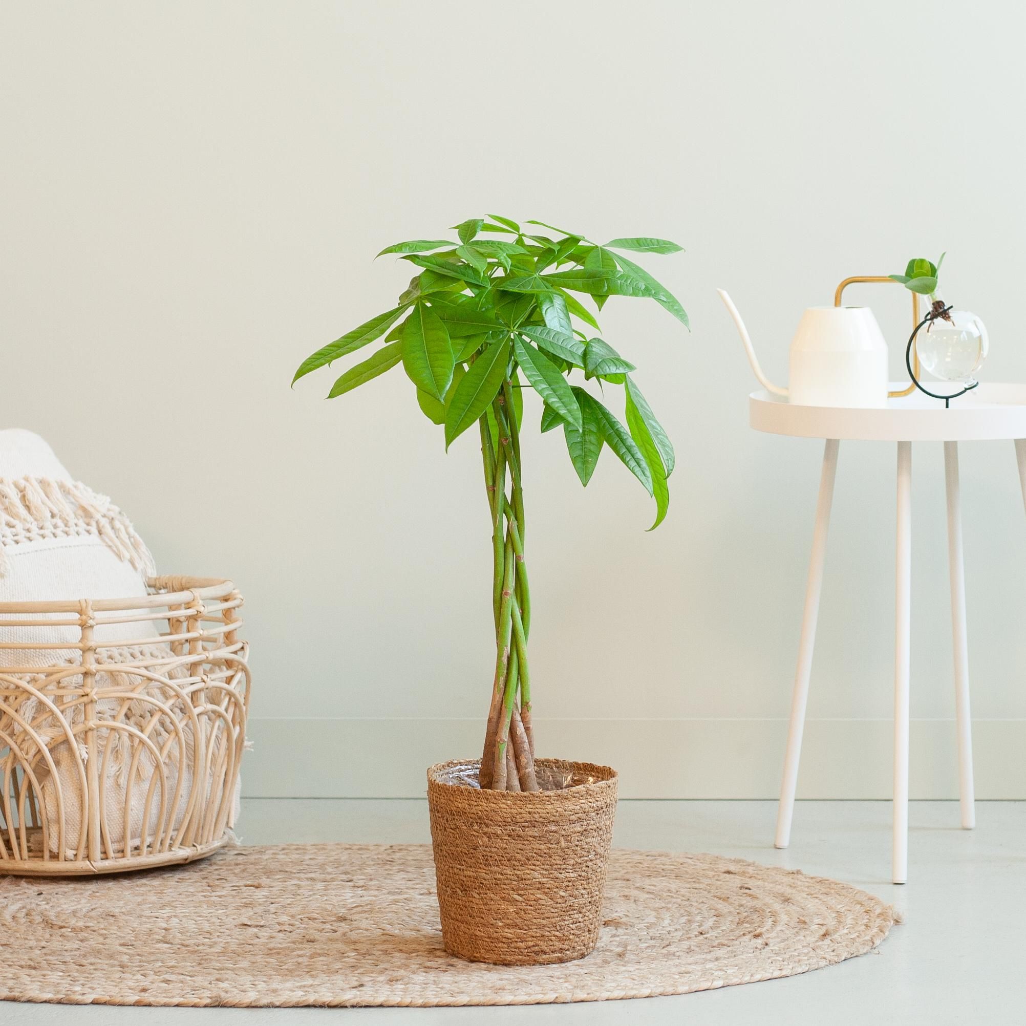 Pachira Aquatica | Geldbaum | Glückskastanie - 80cm mit Korb Sofia Natur