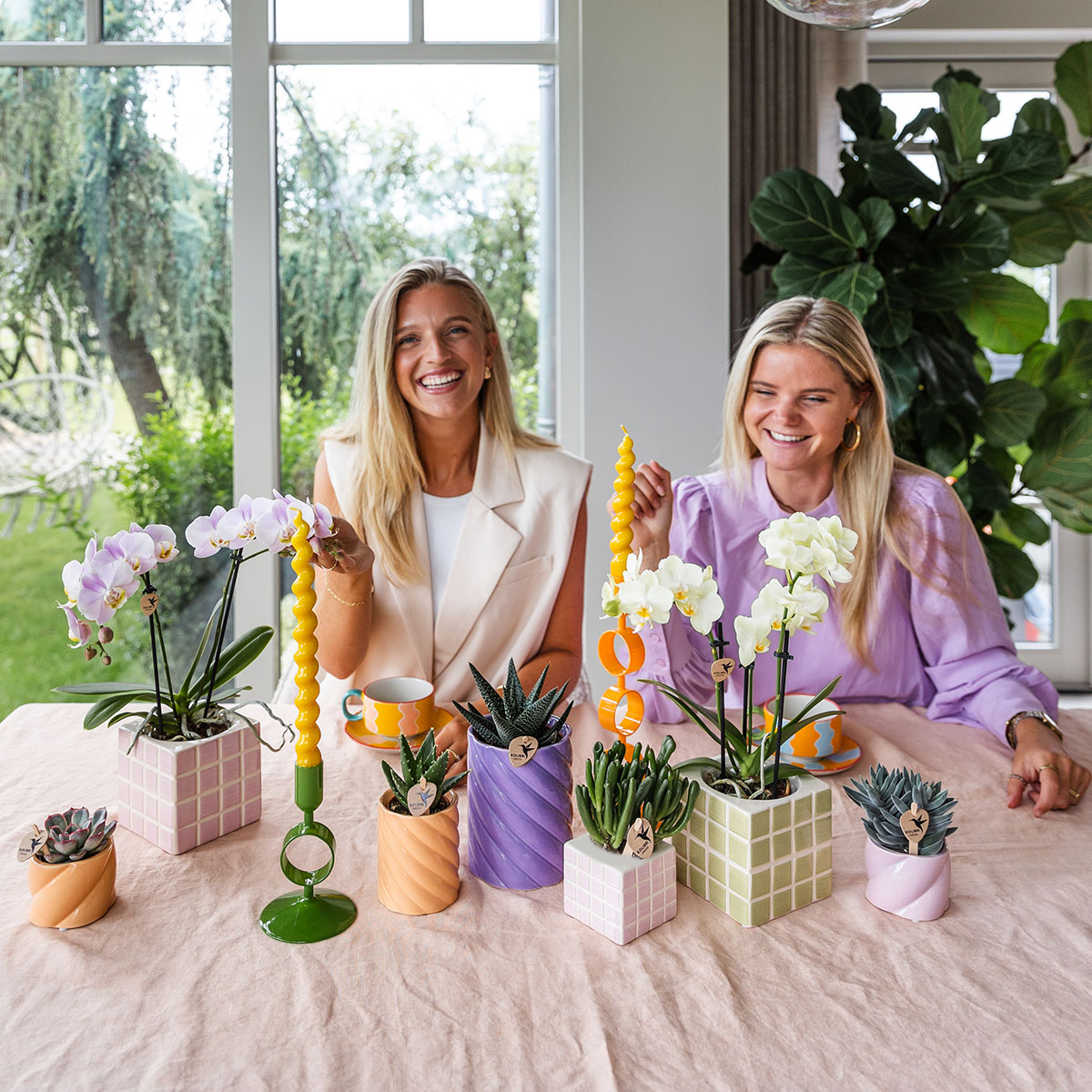 Gelbe Phalaenopsis Orchidee 'Mexico' mit Mosa Ziertopf