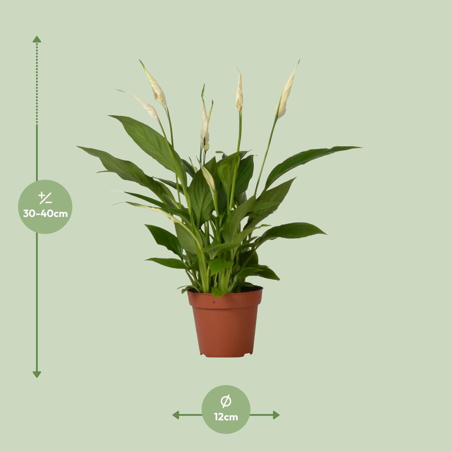 Spathiphyllum Bingo Cupido Zimmerpflanze