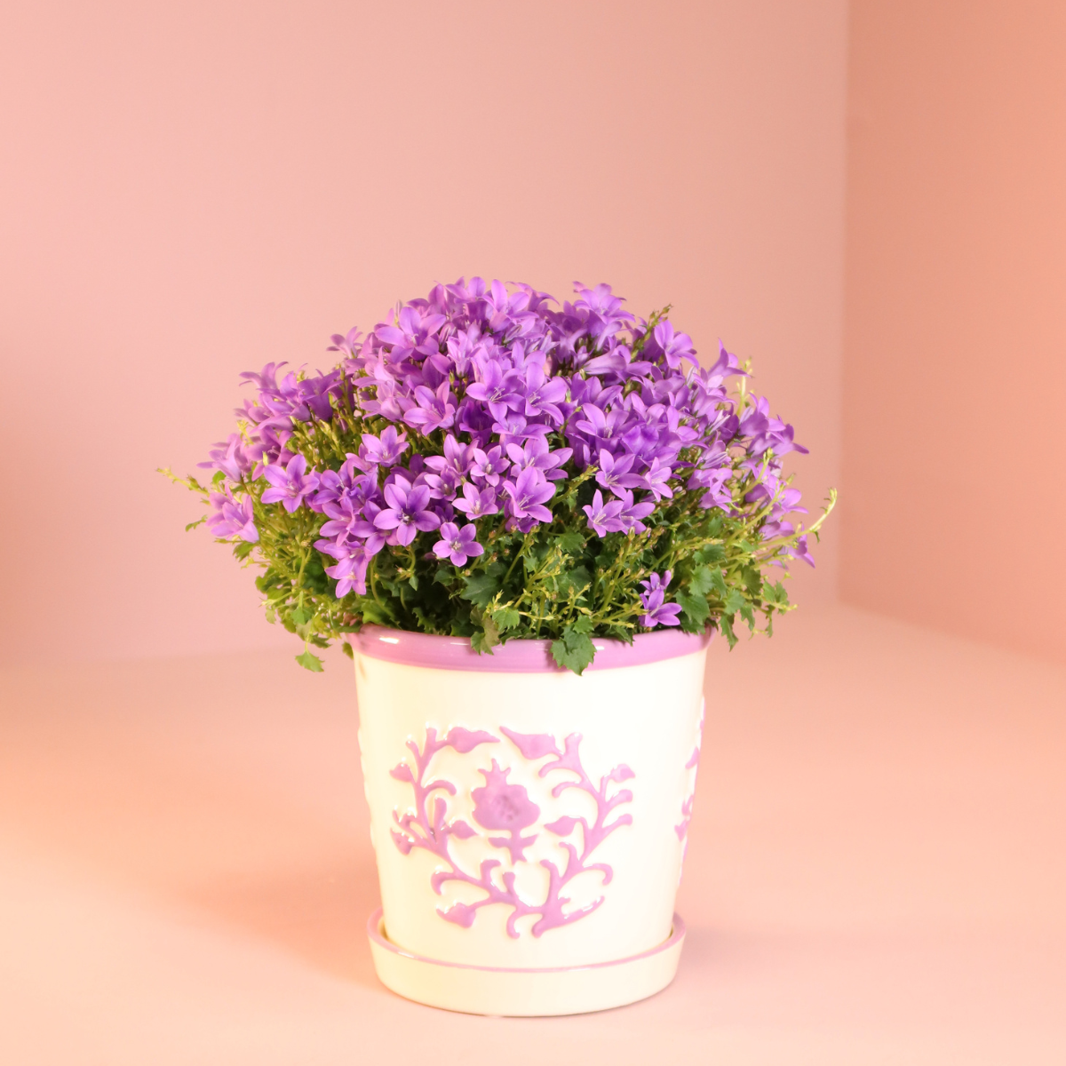 2x Campanula Addenda Ambella Intense Purple in Dekotöpfen – Staude – winterhart