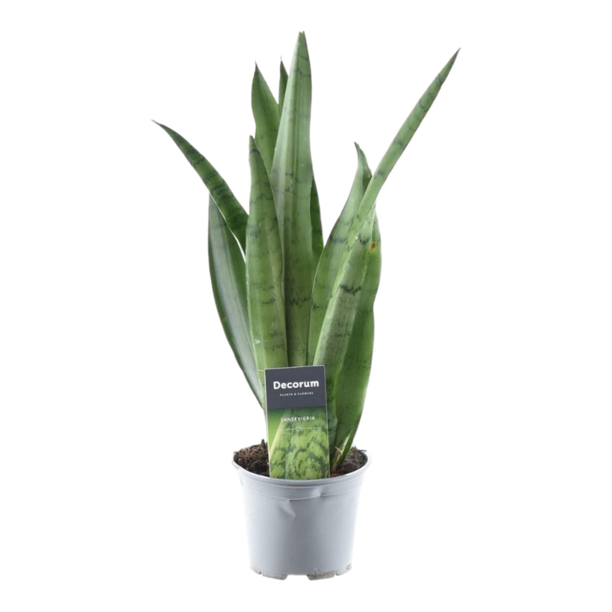 Sansevieria Spearmint Bogenhanf Grünpflanze