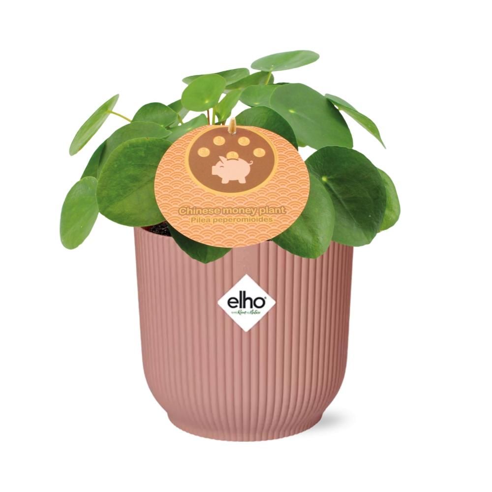 Pilea Peperomioides Zimmerpflanze