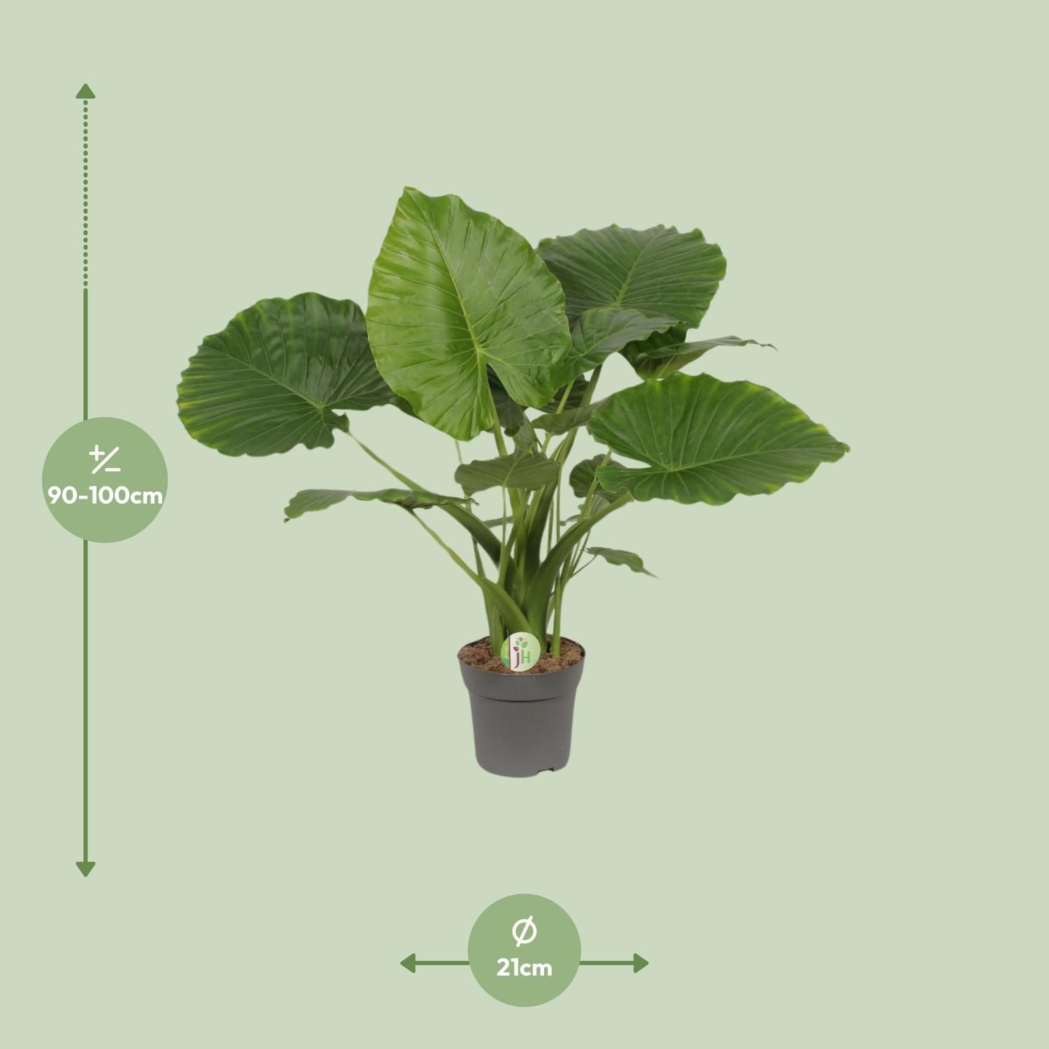 Alocasia Gageana California große Zimmerpflanze