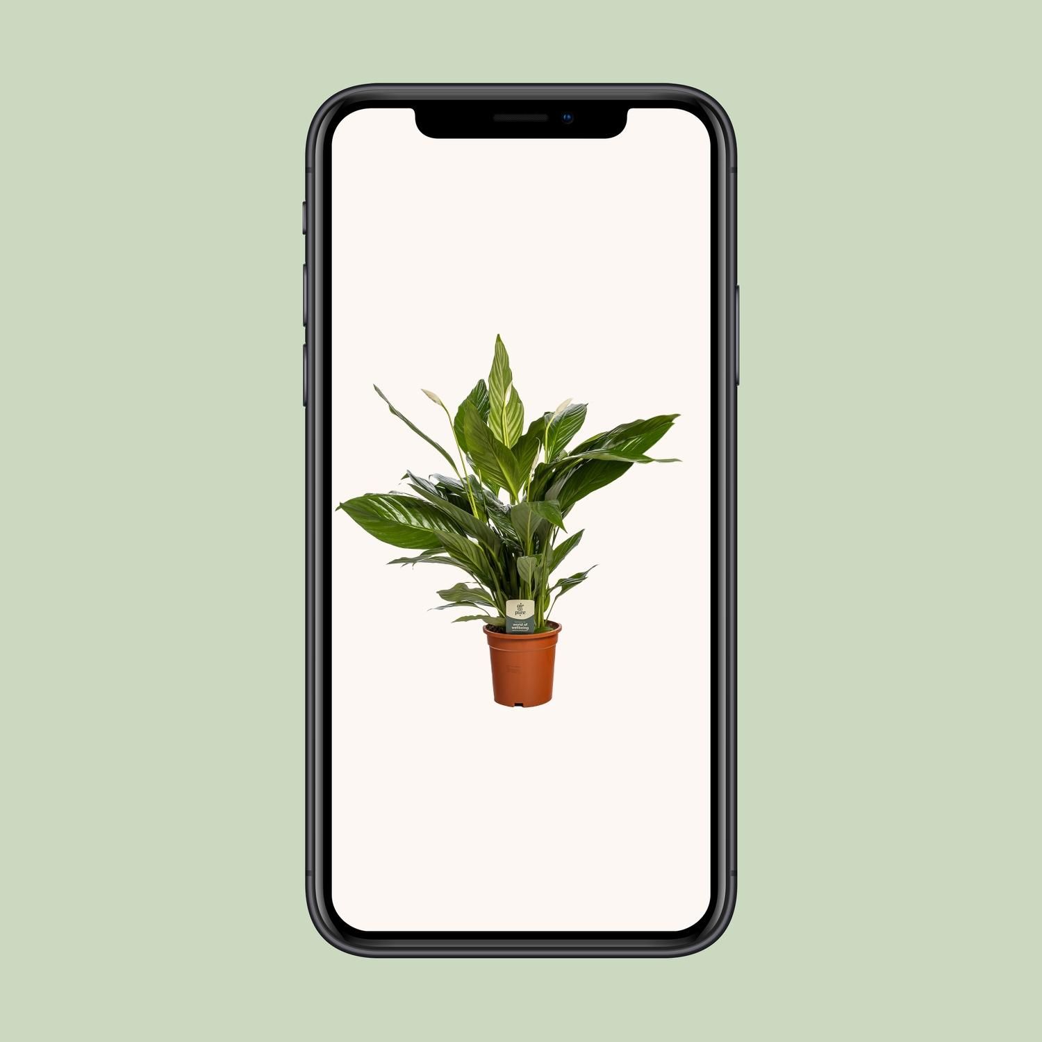 Spathiphyllum Bingo Cupido Zimmerpflanze