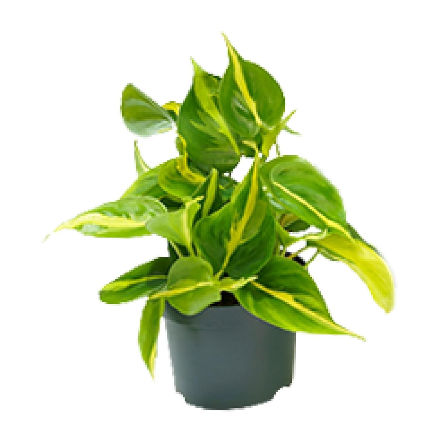 Philodendron Brasil Zimmerpflanze