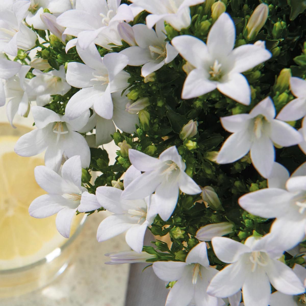 Campanula Addenda Ambella Weiß - Dekorativer Schilfkorb mit Glockenblumen