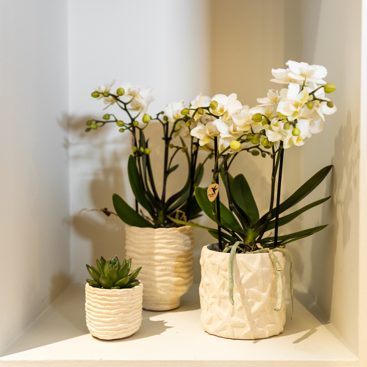 Star Fish Dekotopf – Off White – Ø6cm