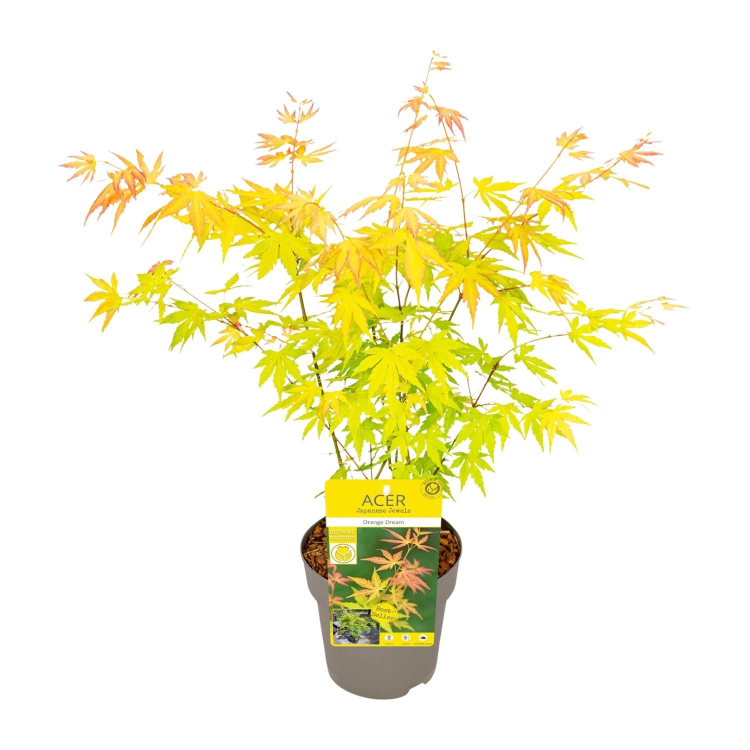 Acer Orange Dream Ahorn Pflanze