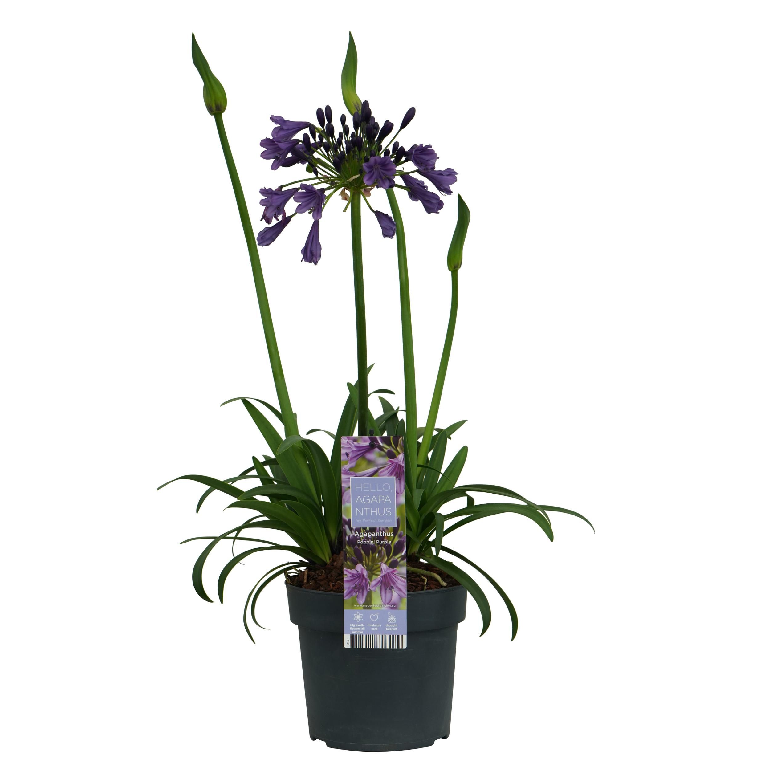 Agapanthus Poppin Purple mit intensiven lila Blüten