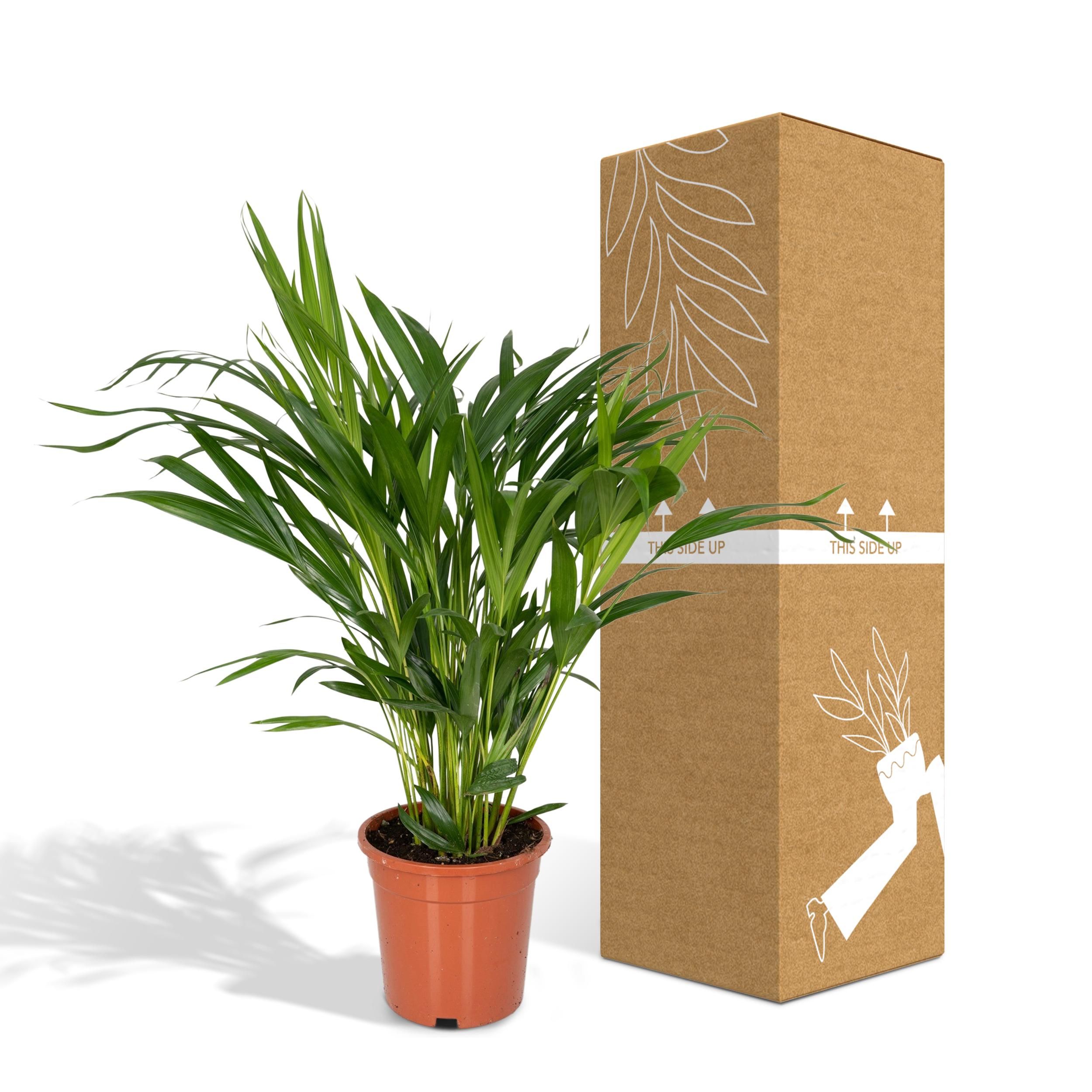 Areca-Palme Zimmerpflanze Dypsis Lutescens