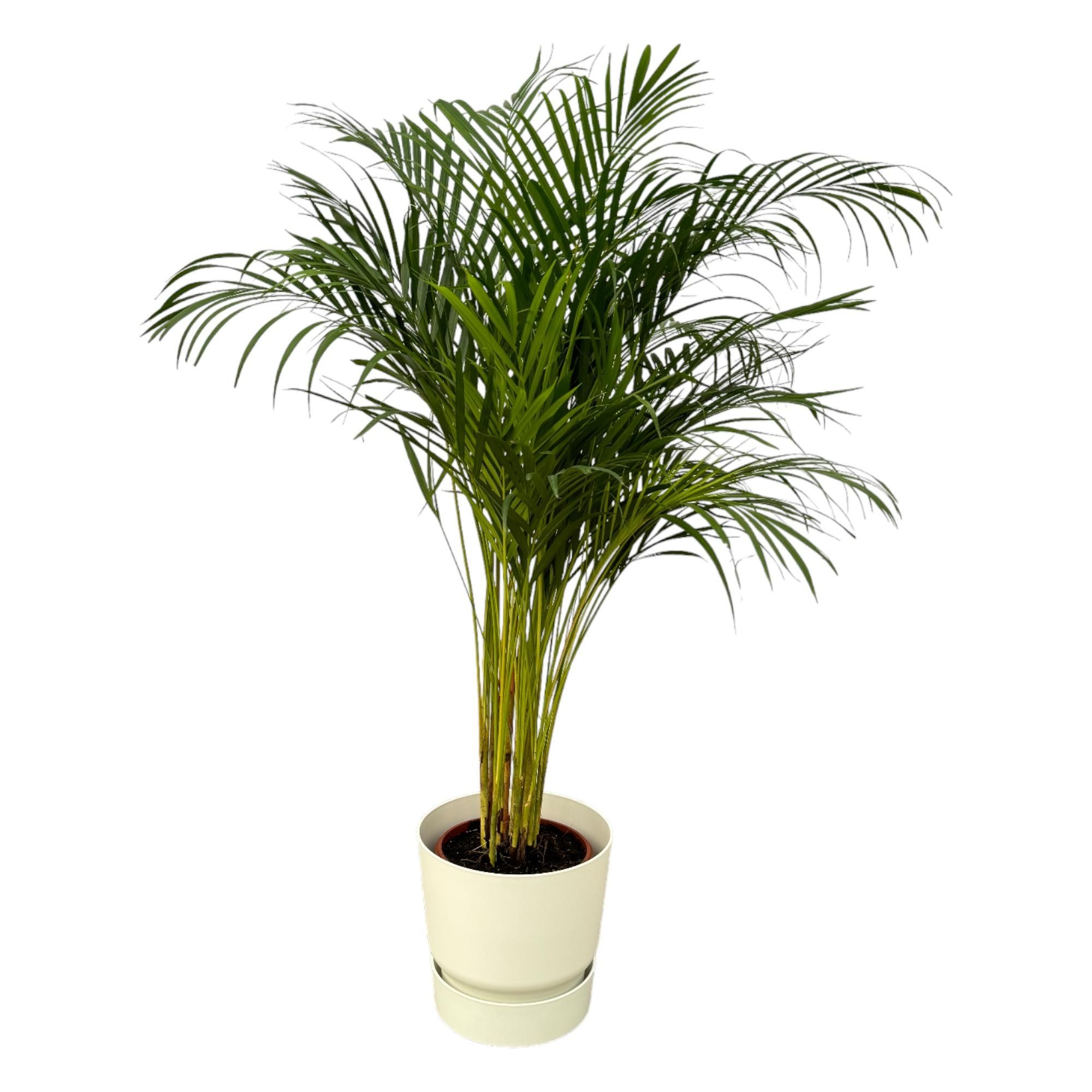 Areca-Palme im modernen elho Greenville Round Übertopf