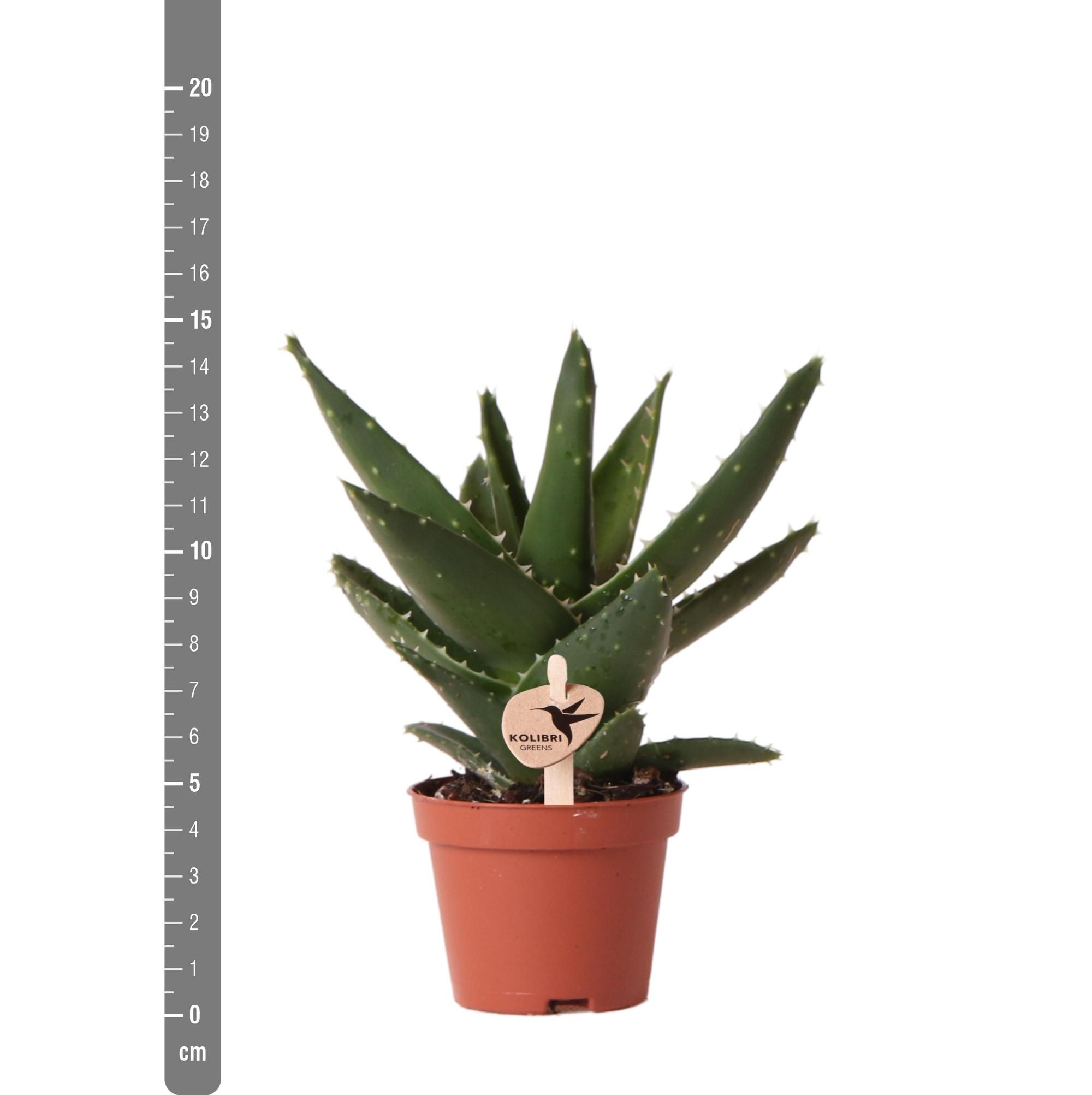 Aloe Brevifolia Sukkulente Zimmerpflanze