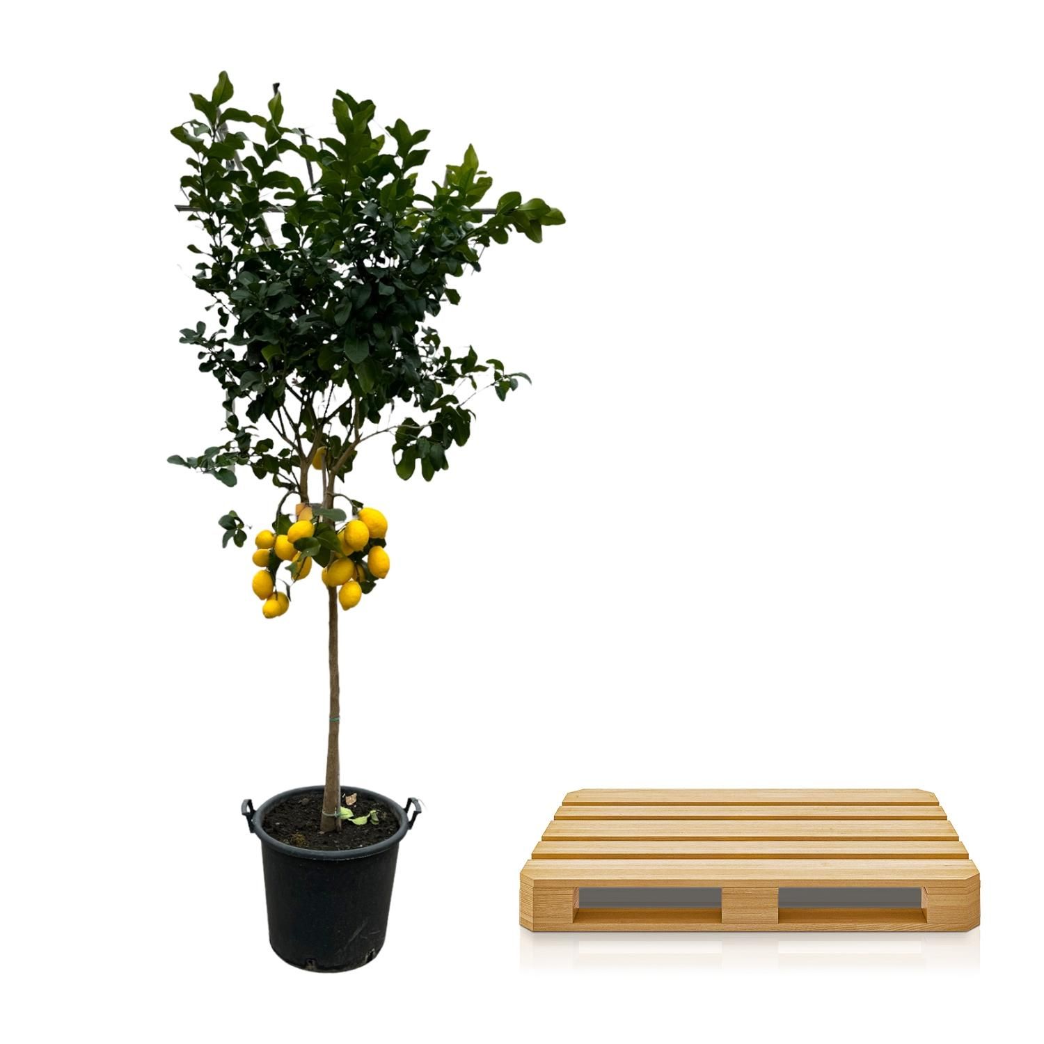 Citrus Calamondin Baum