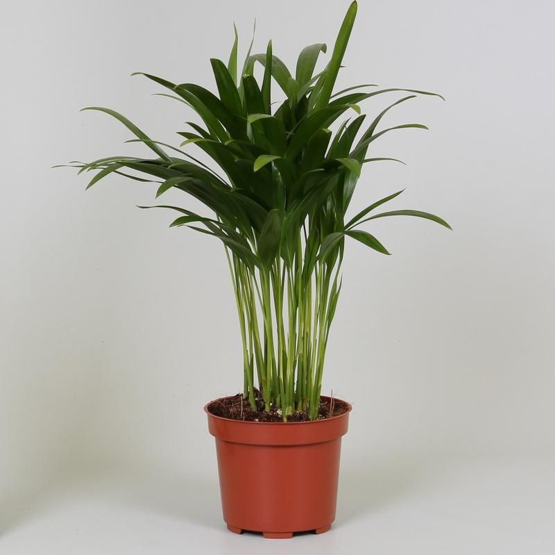 Areca Dypsis - Zimmerpalme für tropisches Flair