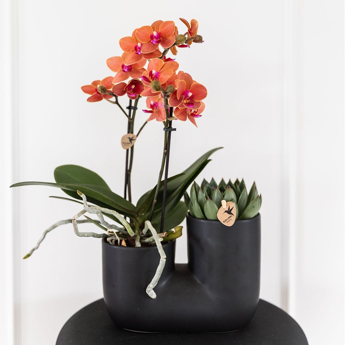 Exotisches Set: Orchidee orange & Sukkulente im Röhrentopf Schwarz – Ø9cm Topf – Blühende Zimmerpflanze