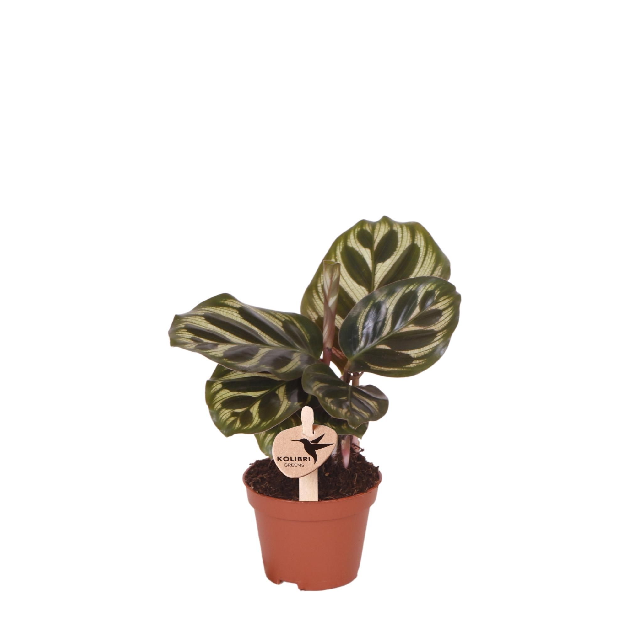 Calathea Makoyana Grüner Zimmerpflanze