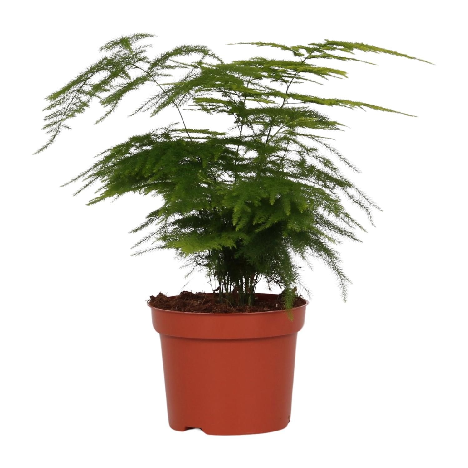 Asparagus Setaceus Zimmerpflanze mit zartem Laub
