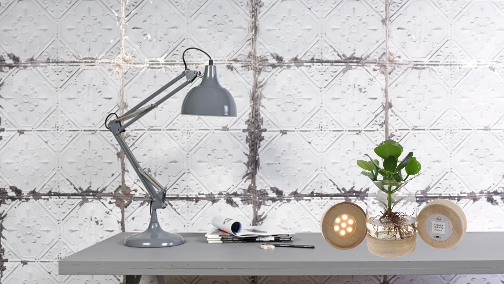 Clusia Hydroponische Zimmerpflanze mit LED im Glas