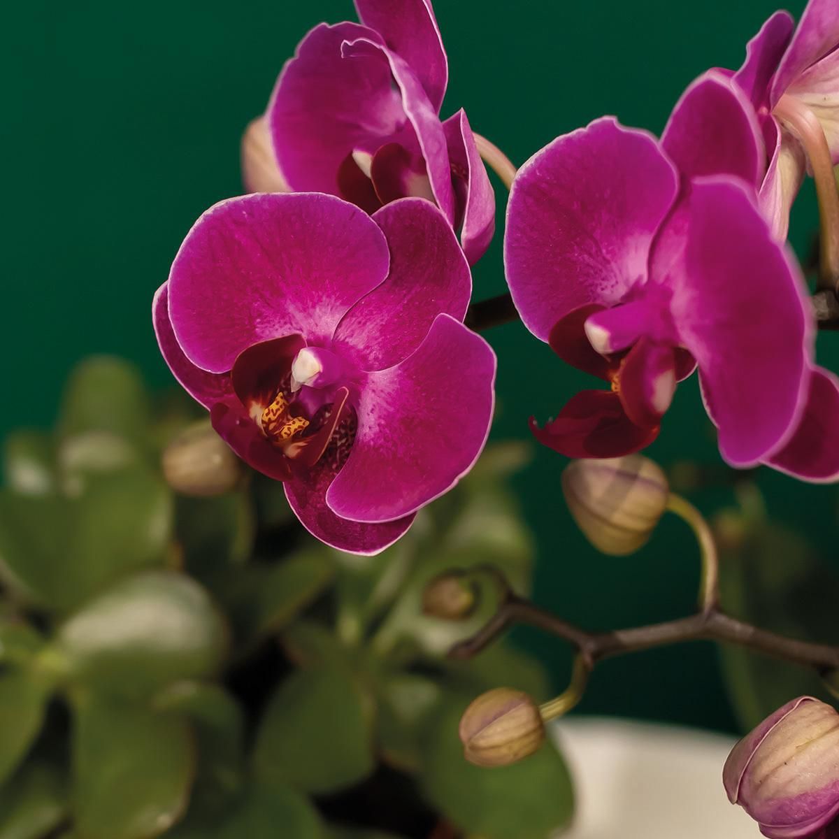 Phalaenopsis Orchidee Set Hotel Chic mit Sukkulenten