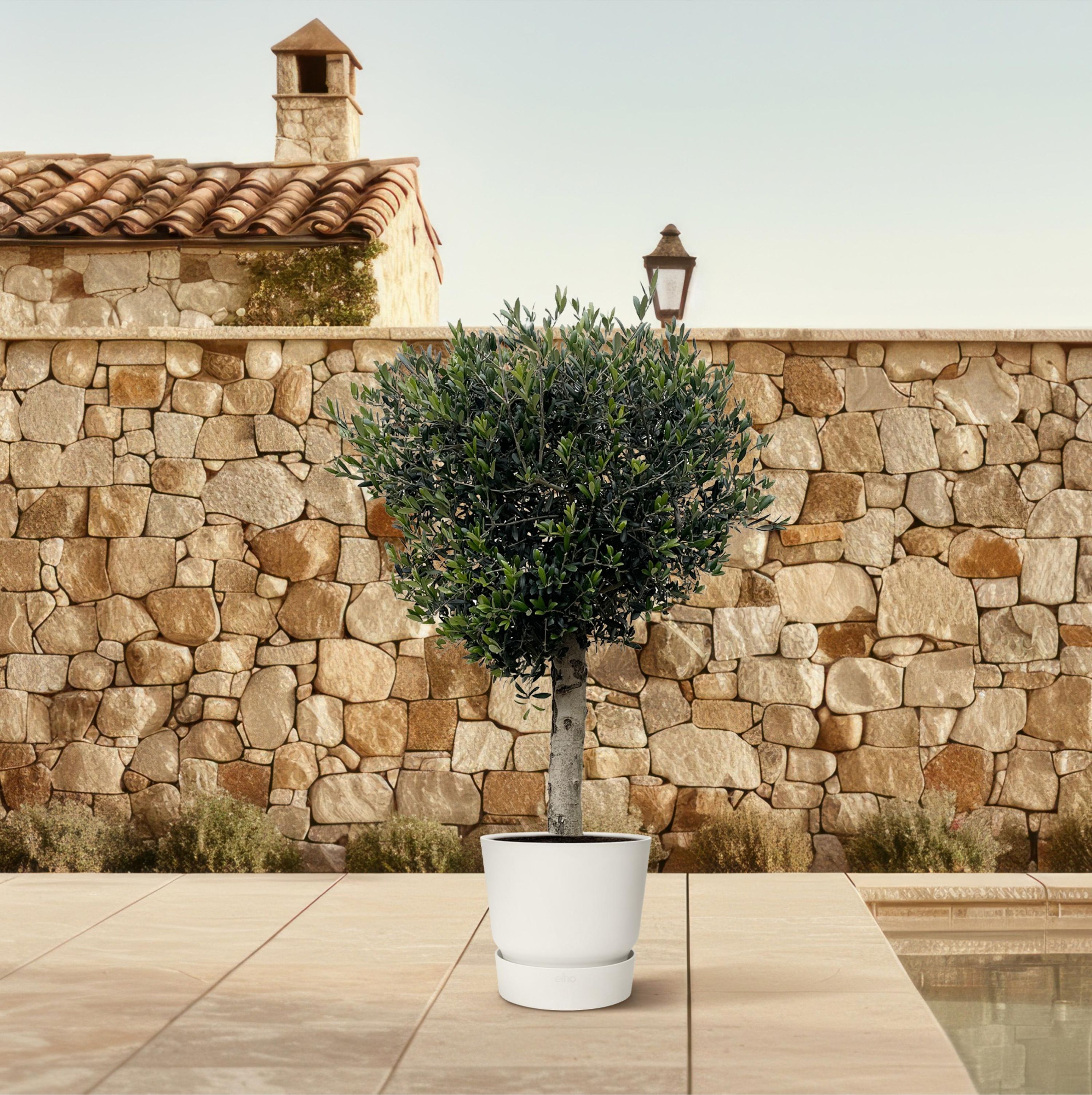 Olivenbaum Olea Europaea Lorc