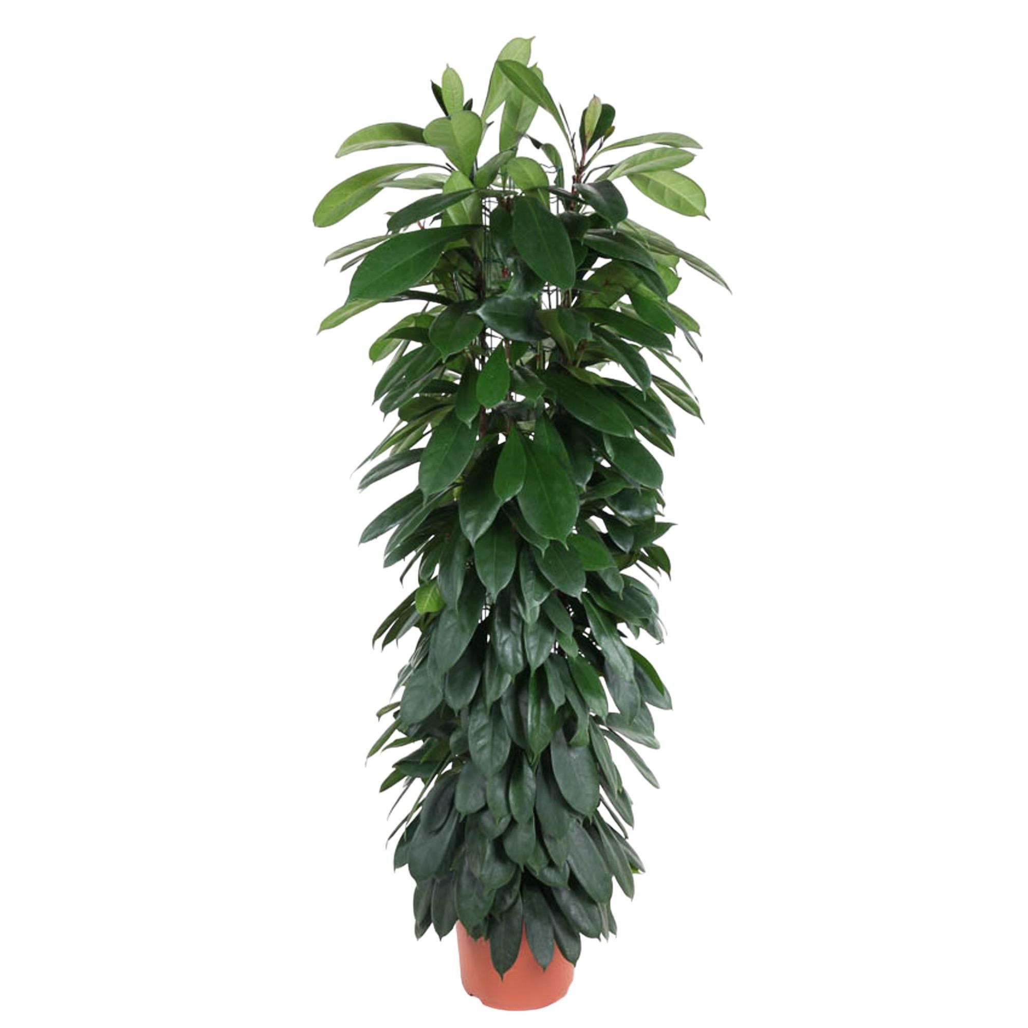 Ficus Cyatistipula auf Stamm elegant