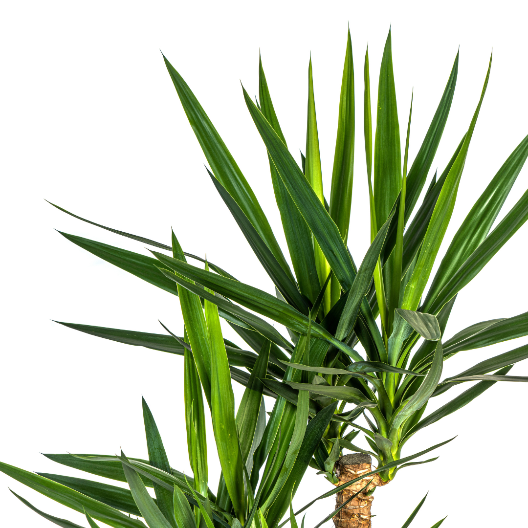 Yucca Elephantipes Verzweigt Ø24cm – 80-100cm Hoch – Robuste Grünpflanze