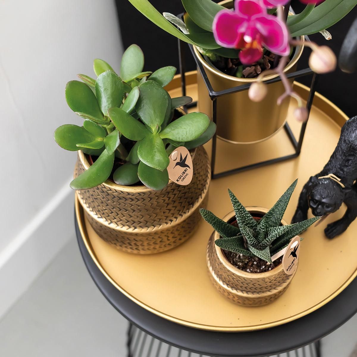 Morelia Orchidee Phalaenopsis in Goldener Groove-Sierpot