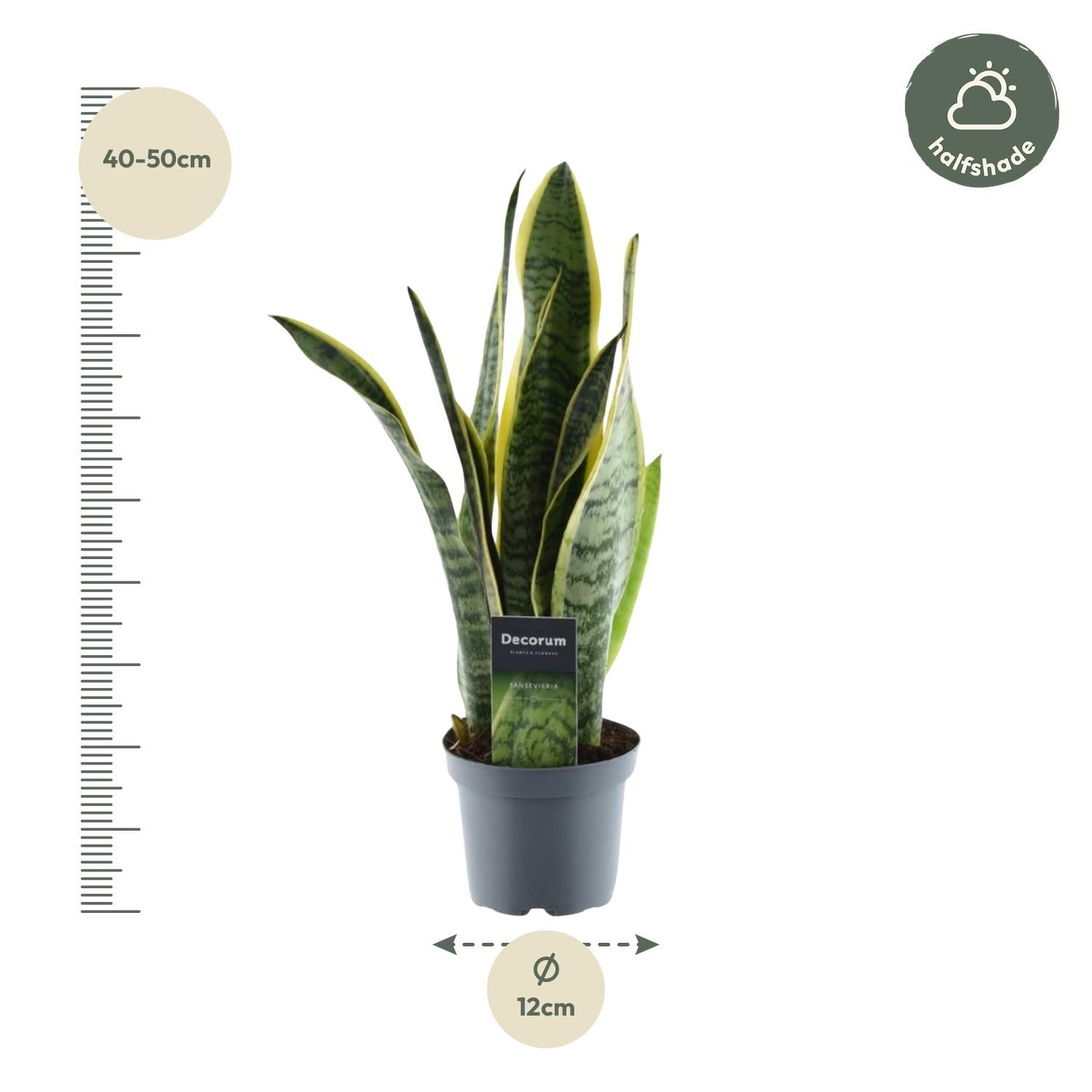 Sansevieria Laurentii Bogenhanf in elegantem Topf