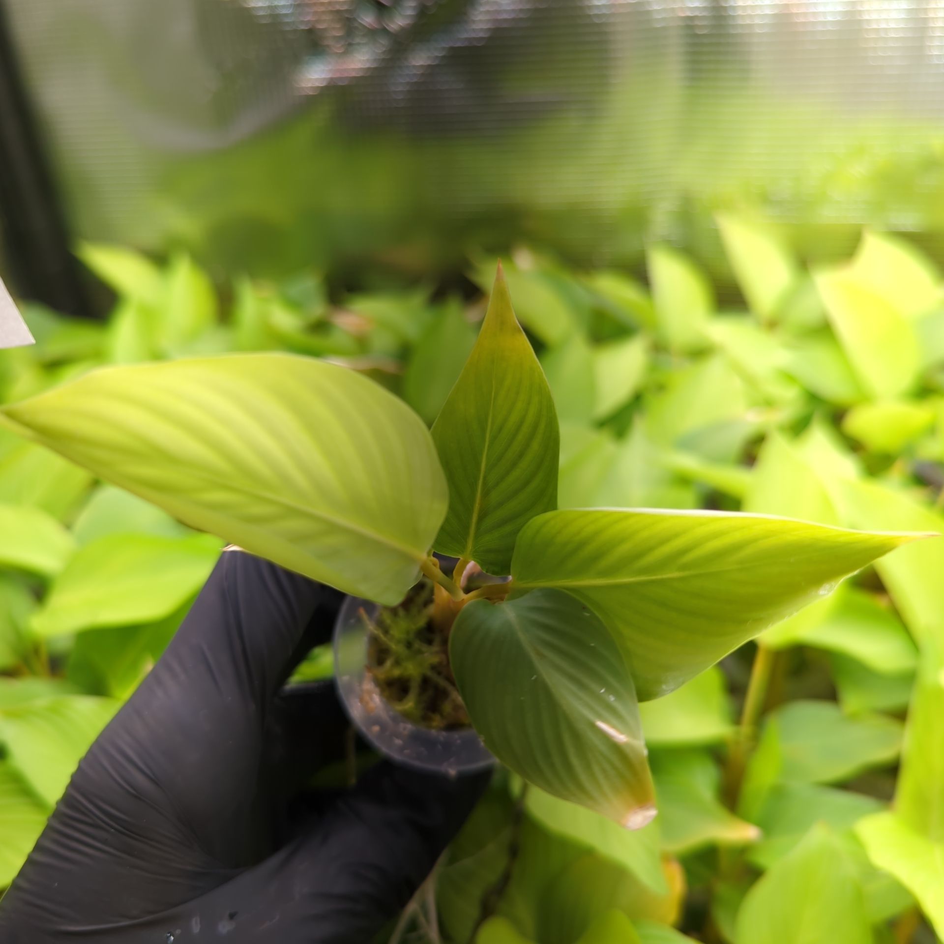 Calathea lutea + selbstbewässernder Übertopf