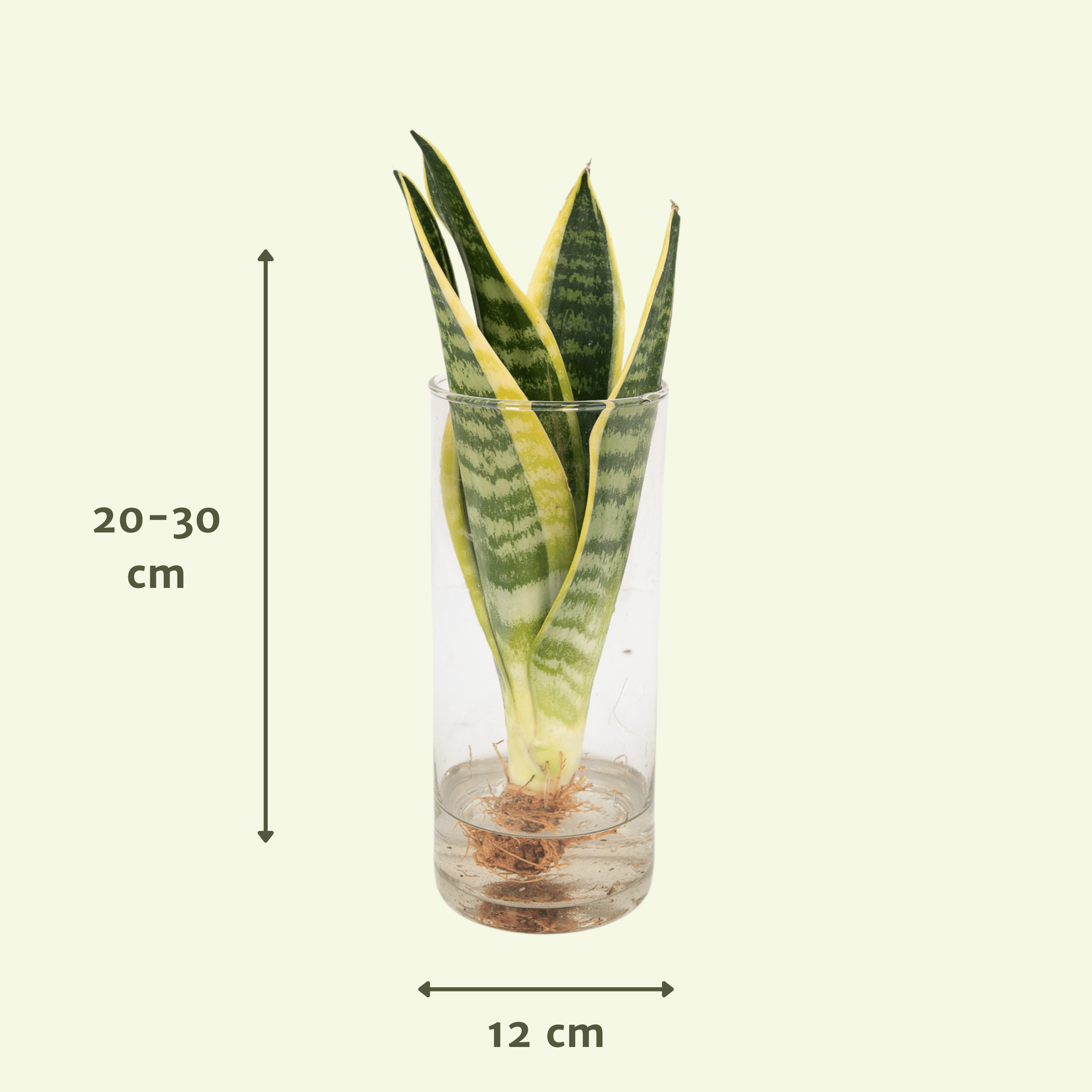 Sansevieria im Zylinderglas