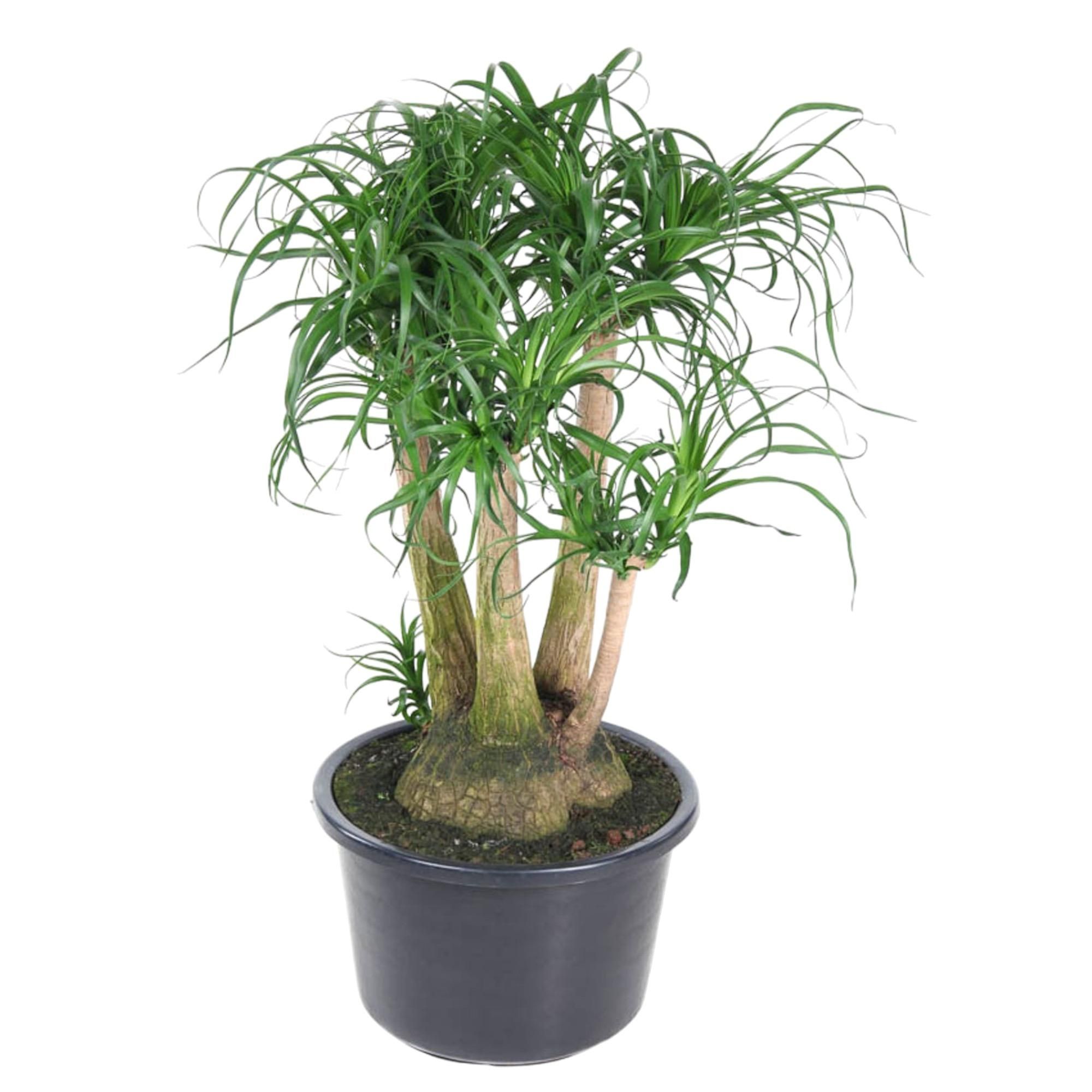 Beaucarnea verzweigt Exotische Zimmerpflanze